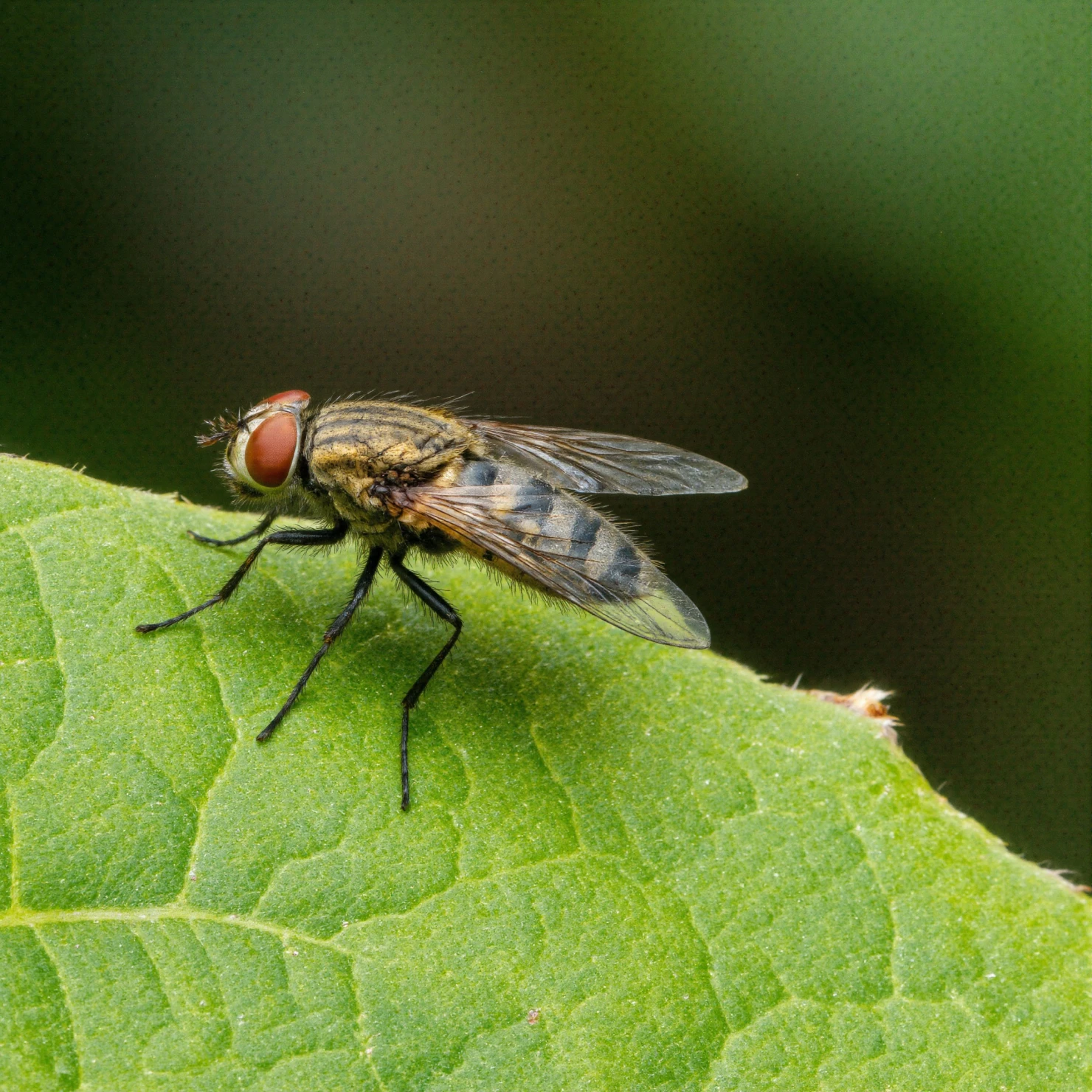 Close-up Macro Shot of a Fly Perched on a Vibrant Green Leaf #40860