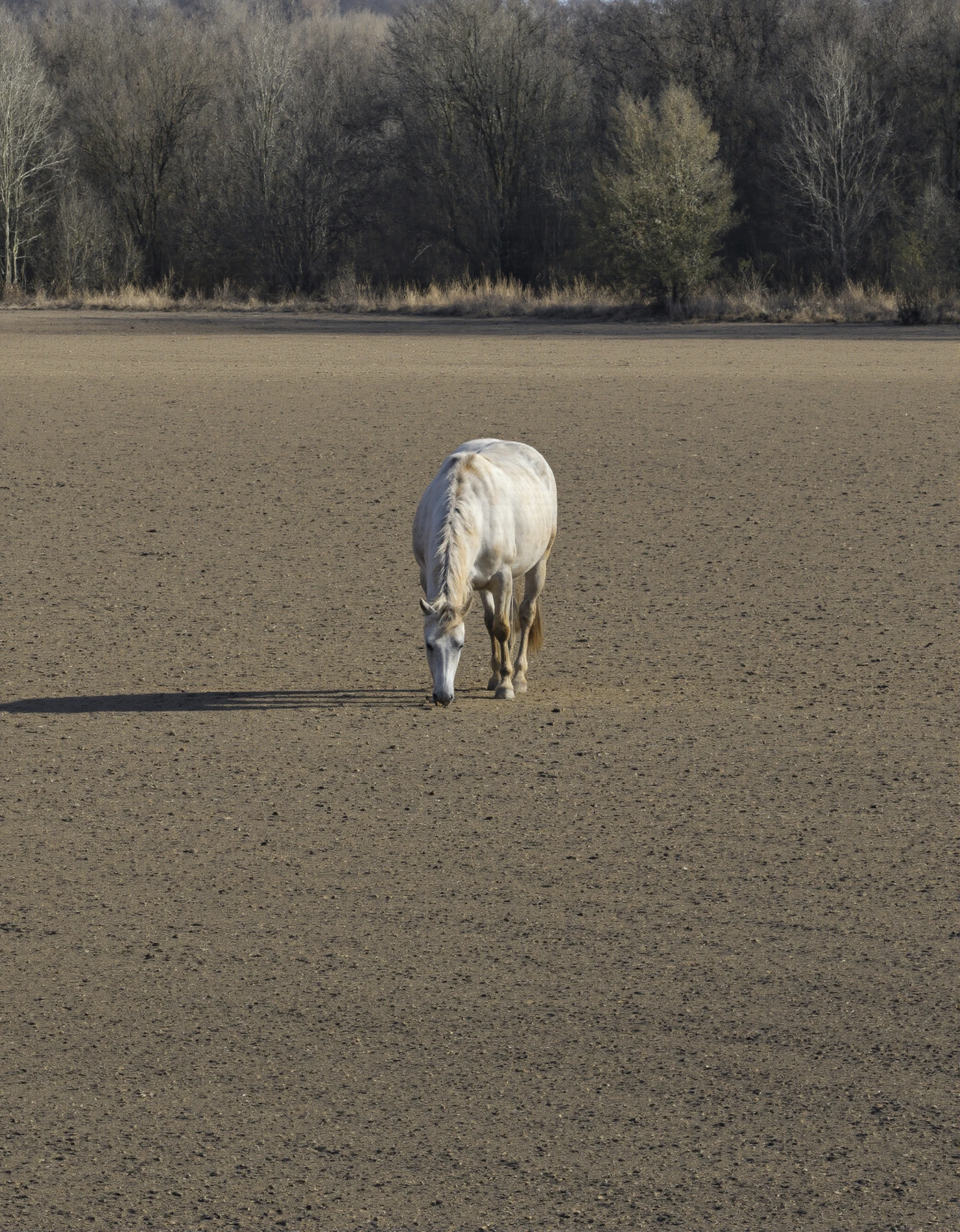 White Horse Grazing in a Barren Field #40862