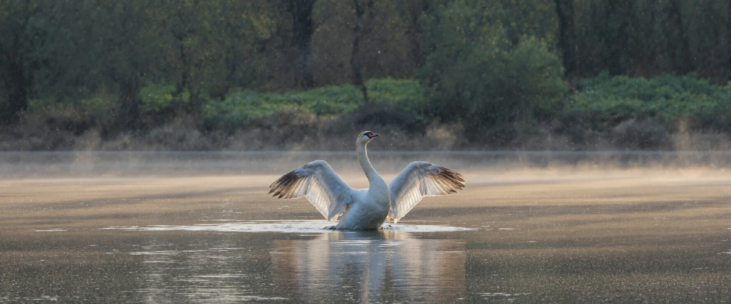 Majestic Swan Spreading Wings in Misty Morning Light #40868