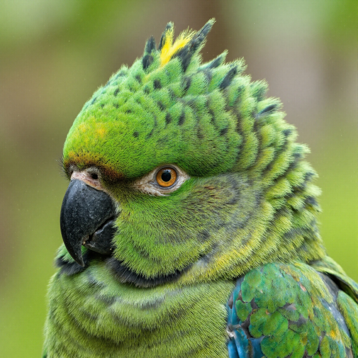 Close-up Portrait of a Vibrant Green Parrot #40869