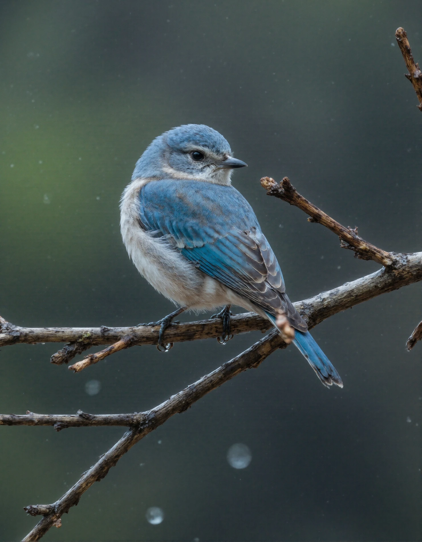 Mountain Bluebird Perched on a Branch in Gentle Rain #40871