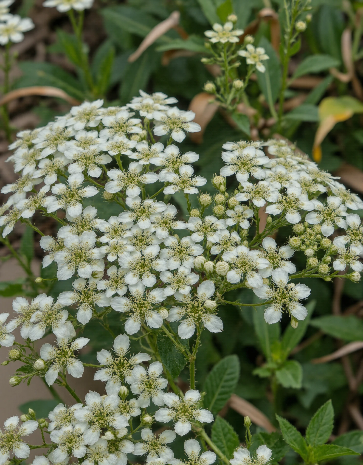 Cluster of Delicate White Flowers in Bloom #40876