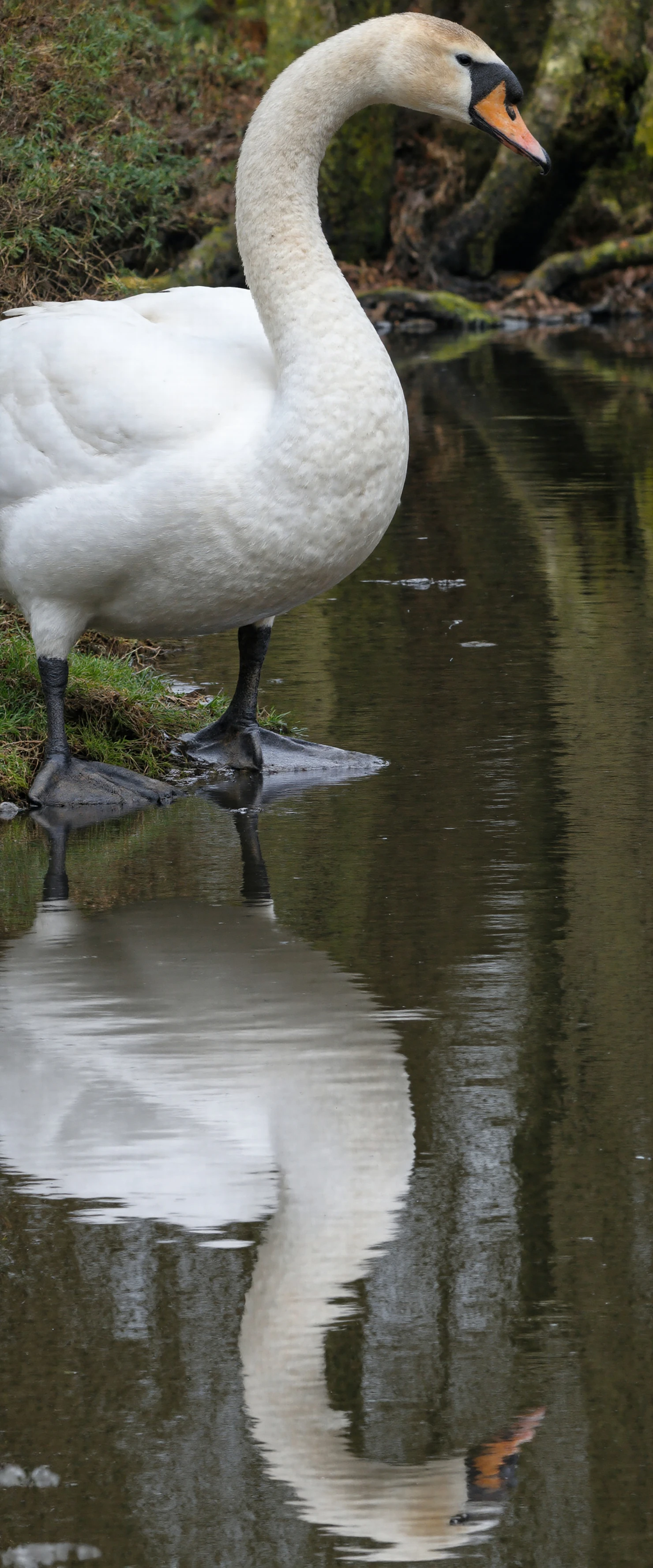 Elegant White Swan Reflected in Calm Water #40877