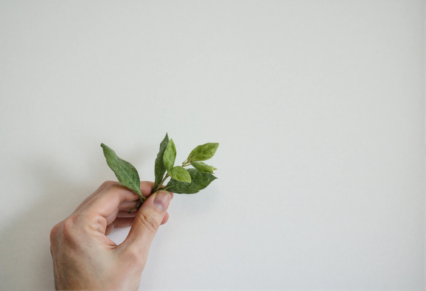 Hand holding a fresh green plant sprig on a white background #40880