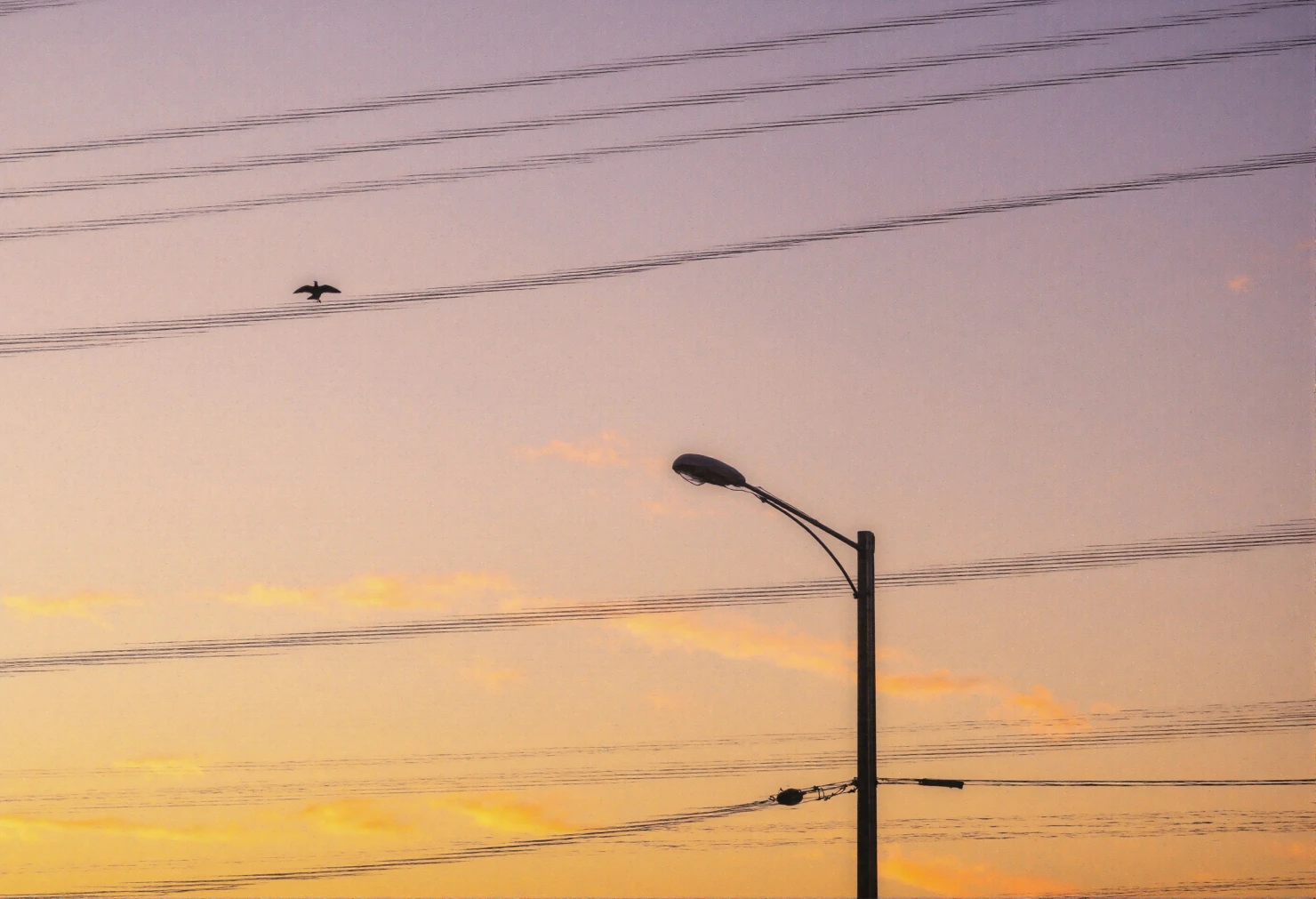 Golden Hour Flight Bird, Power Lines, and Streetlight Silhouette #40882