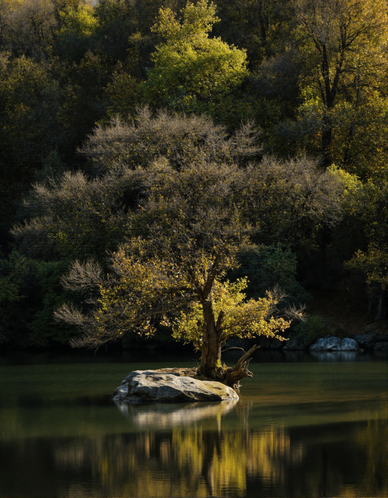 Solitary Tree on a Rock in a Serene Lake with Forest Reflection #40894