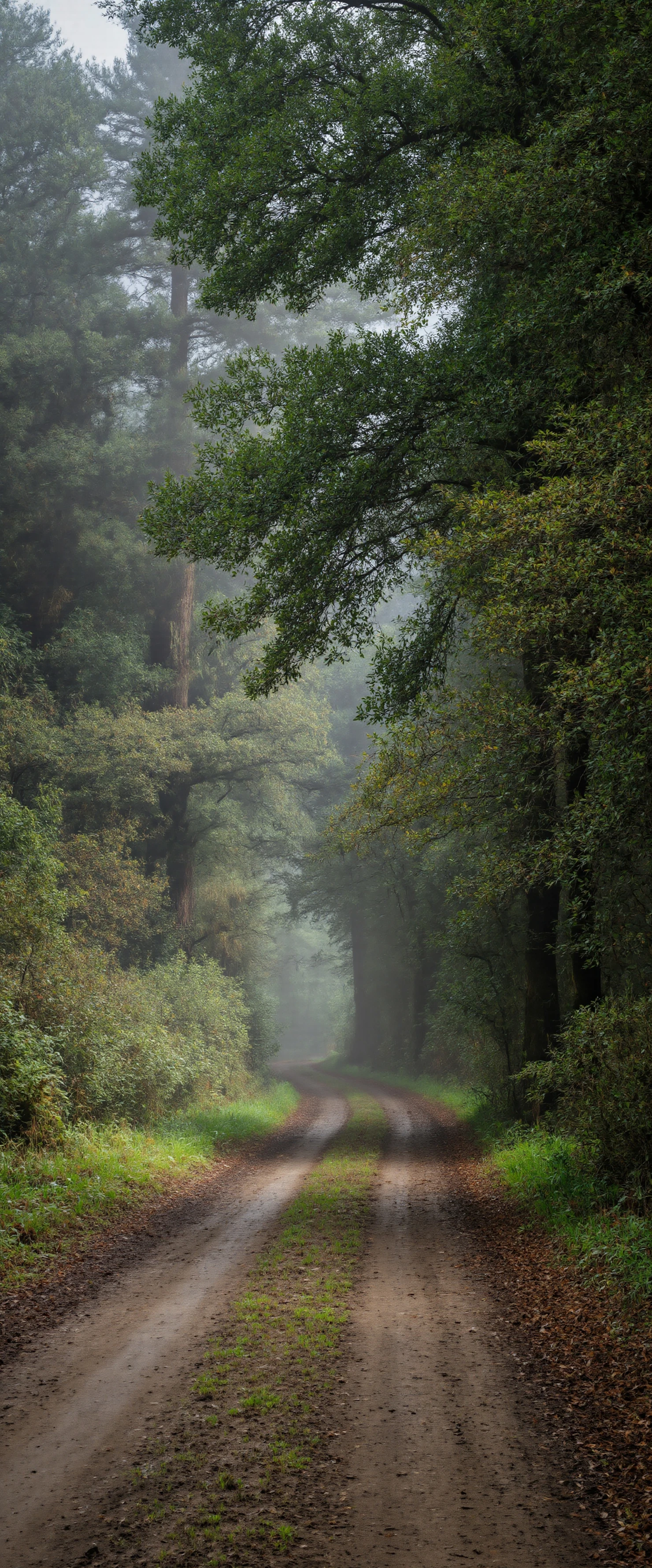 Misty Forest Path #40895