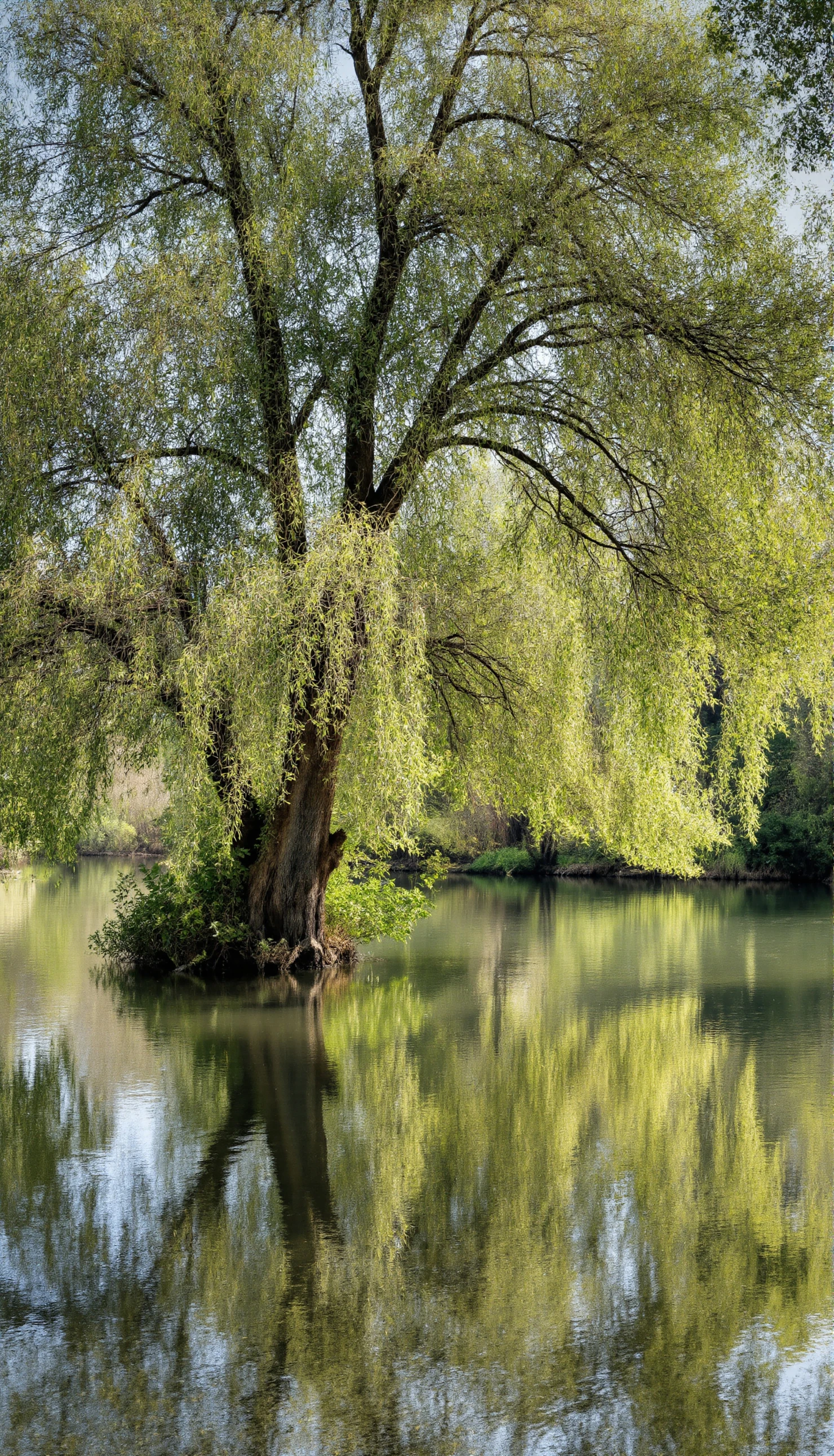 Serene Willow Tree Reflected in Calm Water #40904