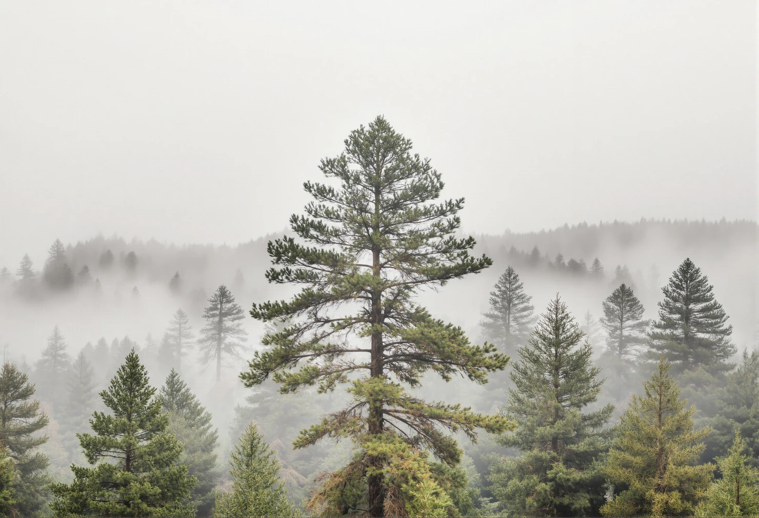Majestic Pine Trees Shrouded in Morning Mist #40910