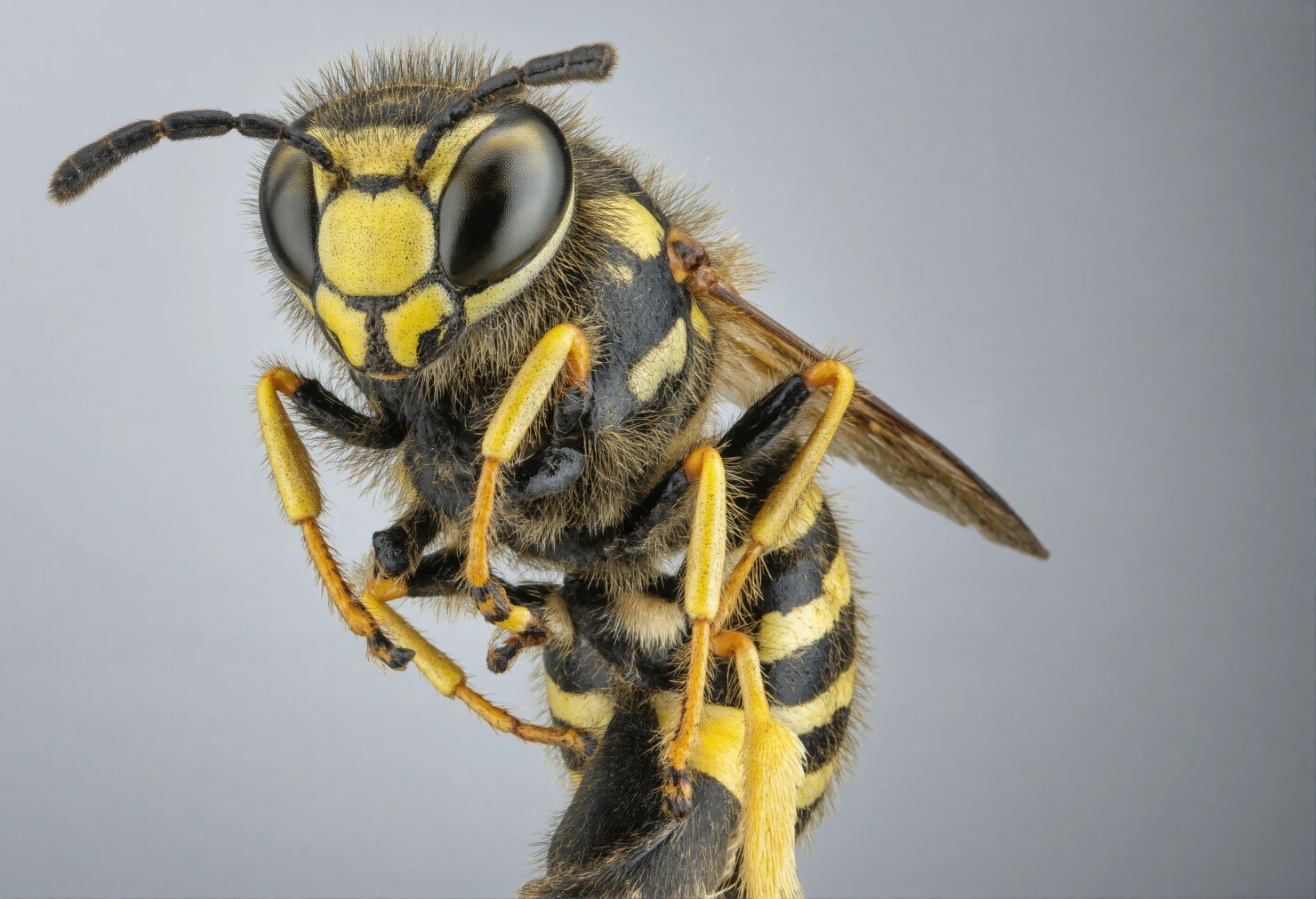 Detailed Macro Shot of a Yellow and Black Wasp #40916