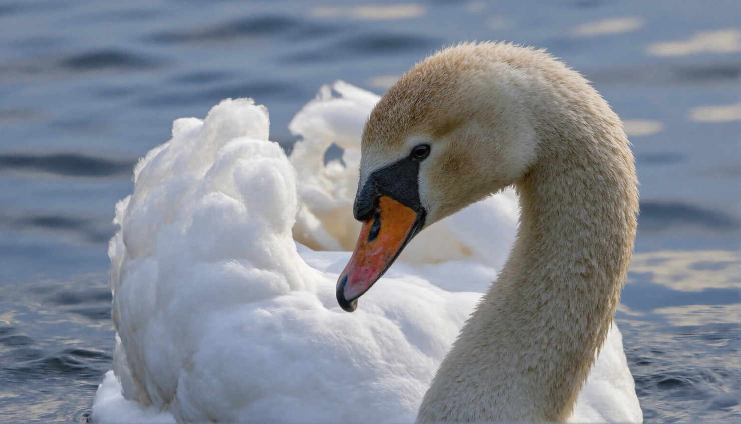 Graceful White Swan on Water #40917
