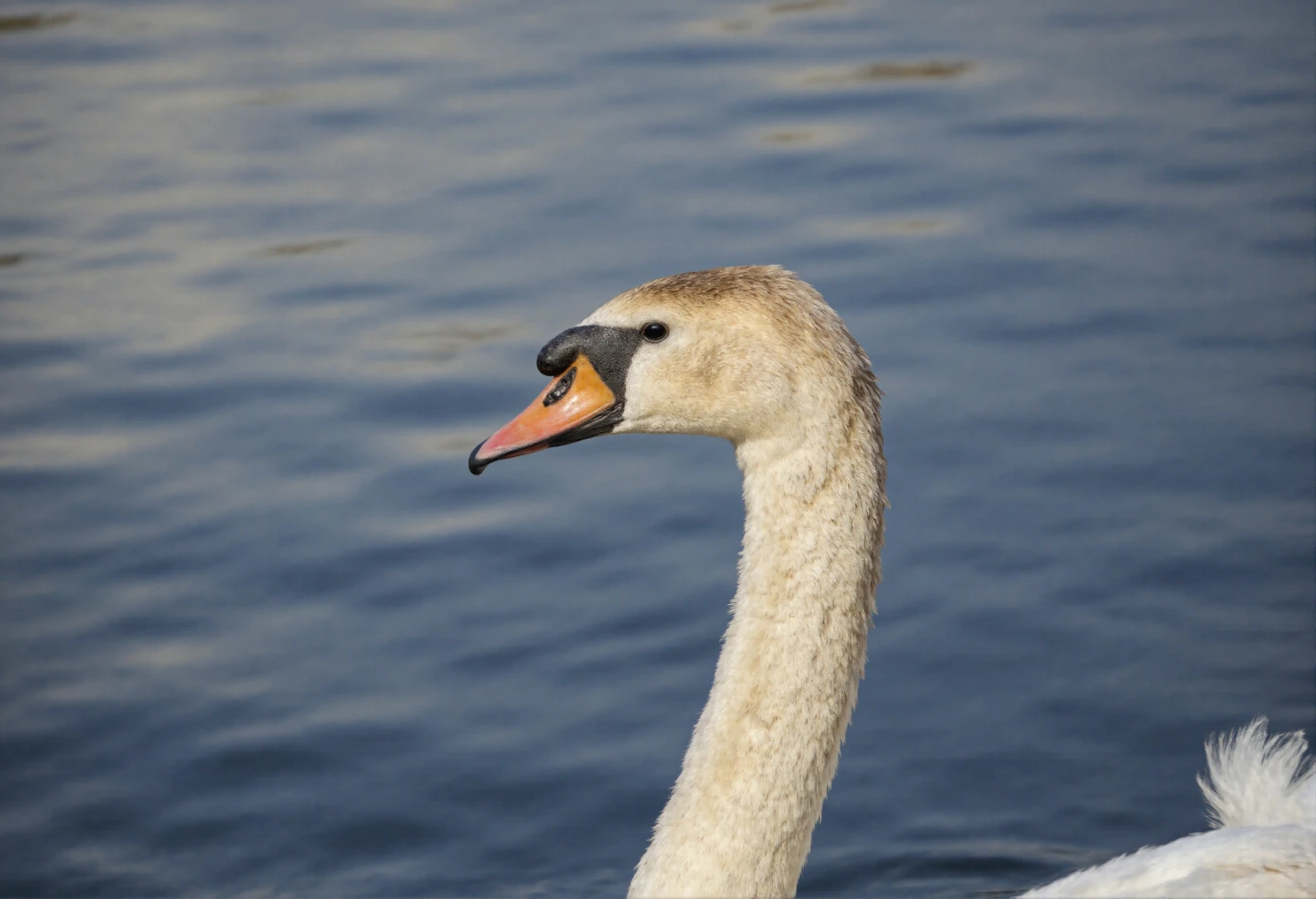 Mute Swan's Head and Neck on Rippling Blue Water #40918