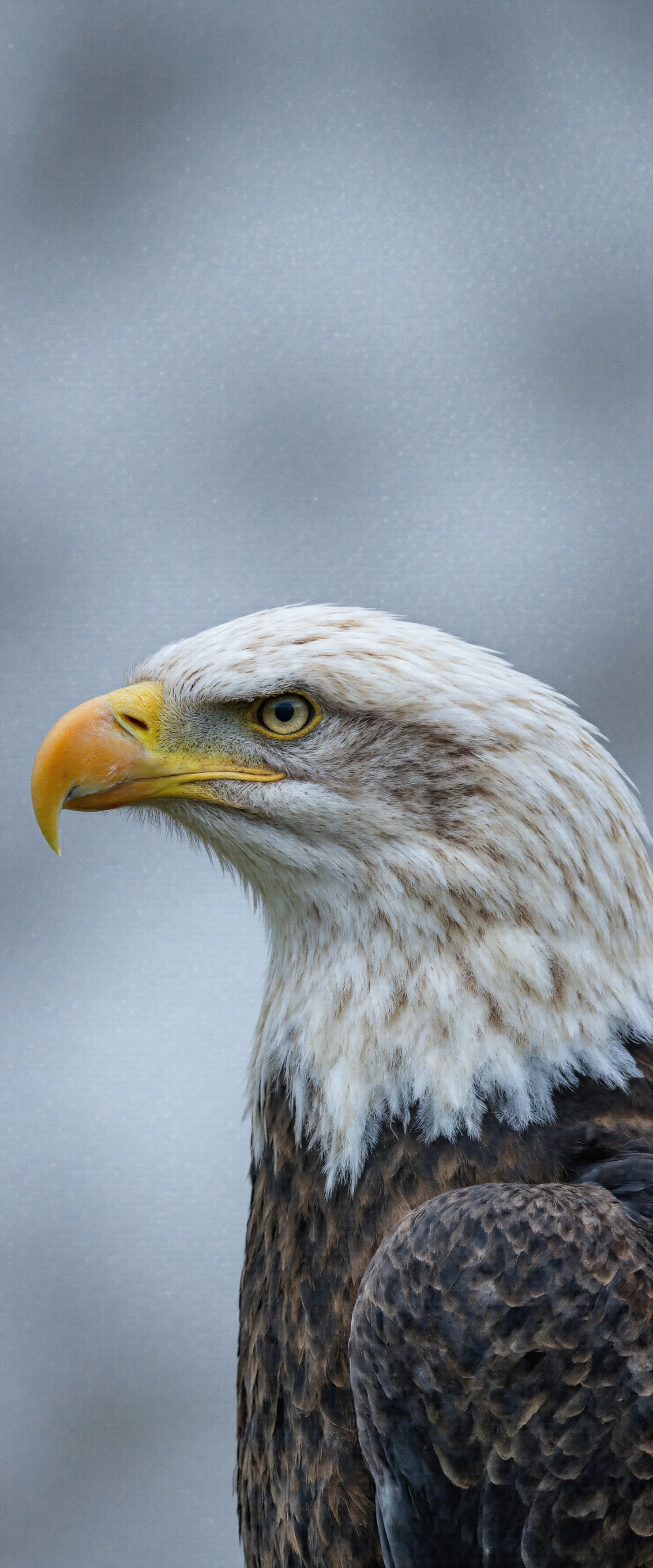 Majestic Bald Eagle Portrait #40919