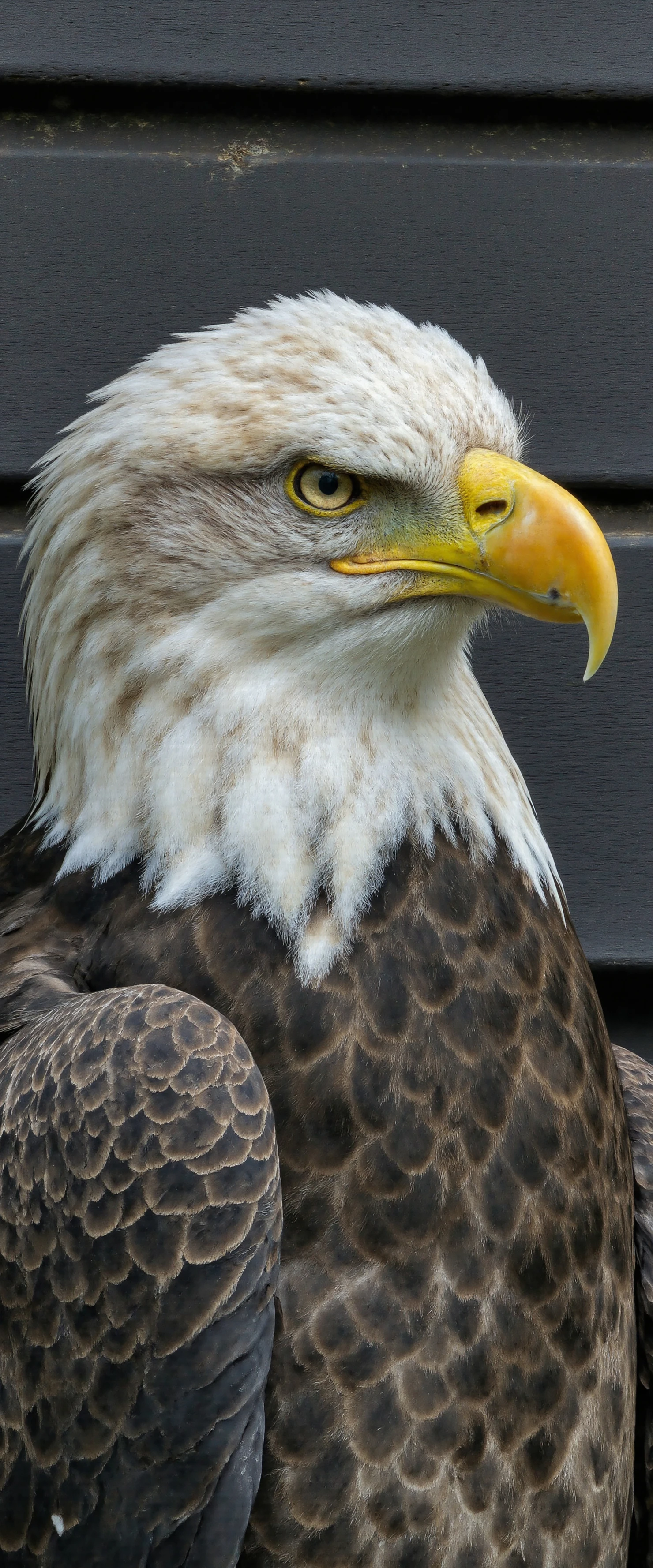 Majestic Bald Eagle Portrait with Intense Gaze #40920