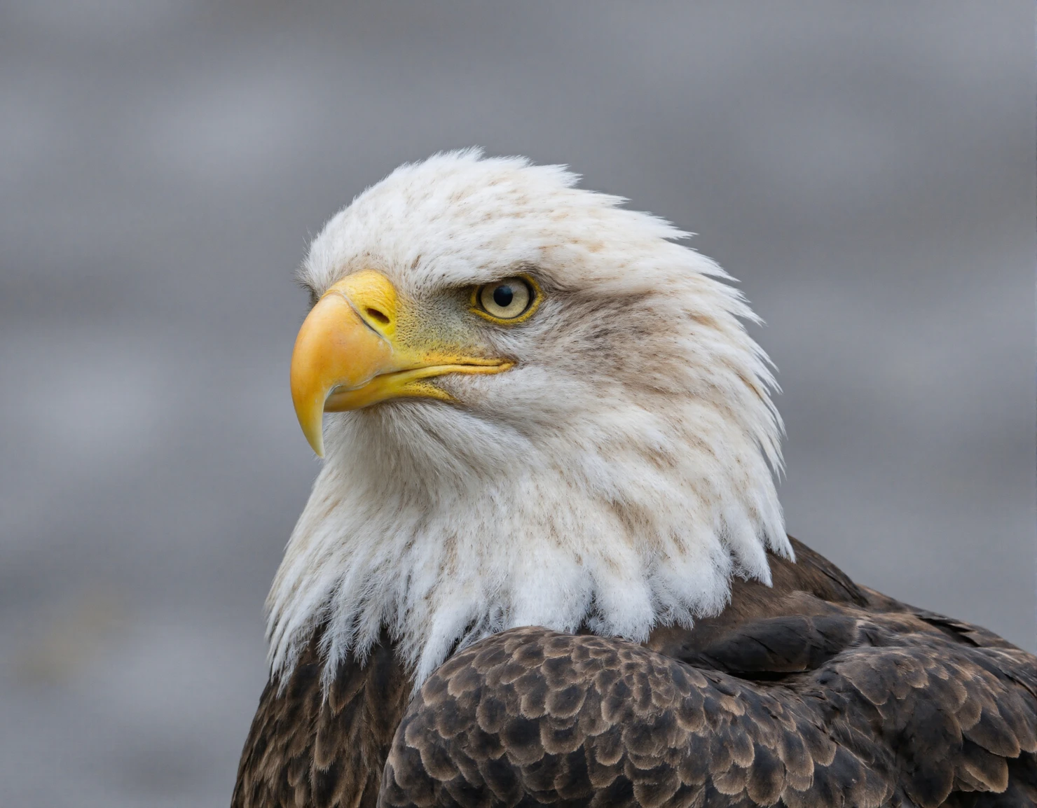 Majestic Bald Eagle Portrait with Intense Gaze #40922