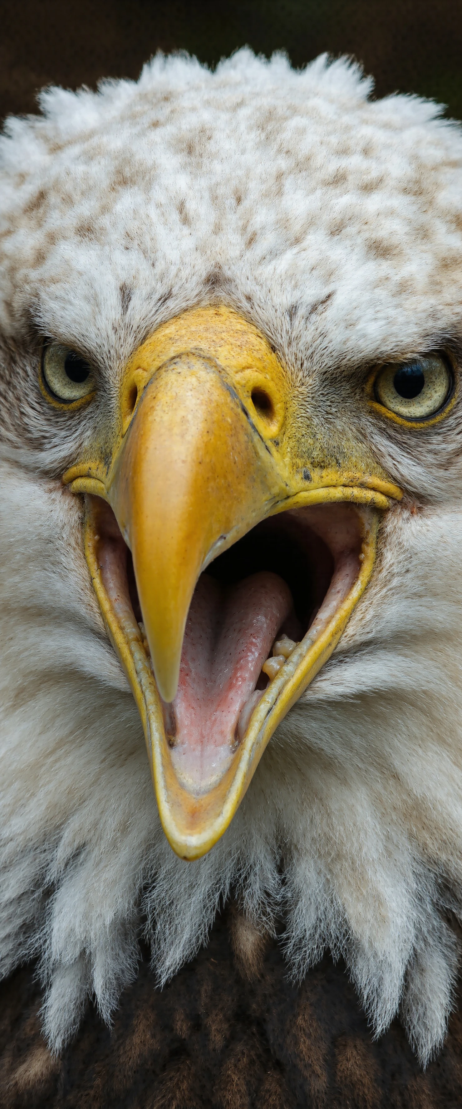 Intense Close-up of a Screaming Bald Eagle #40923
