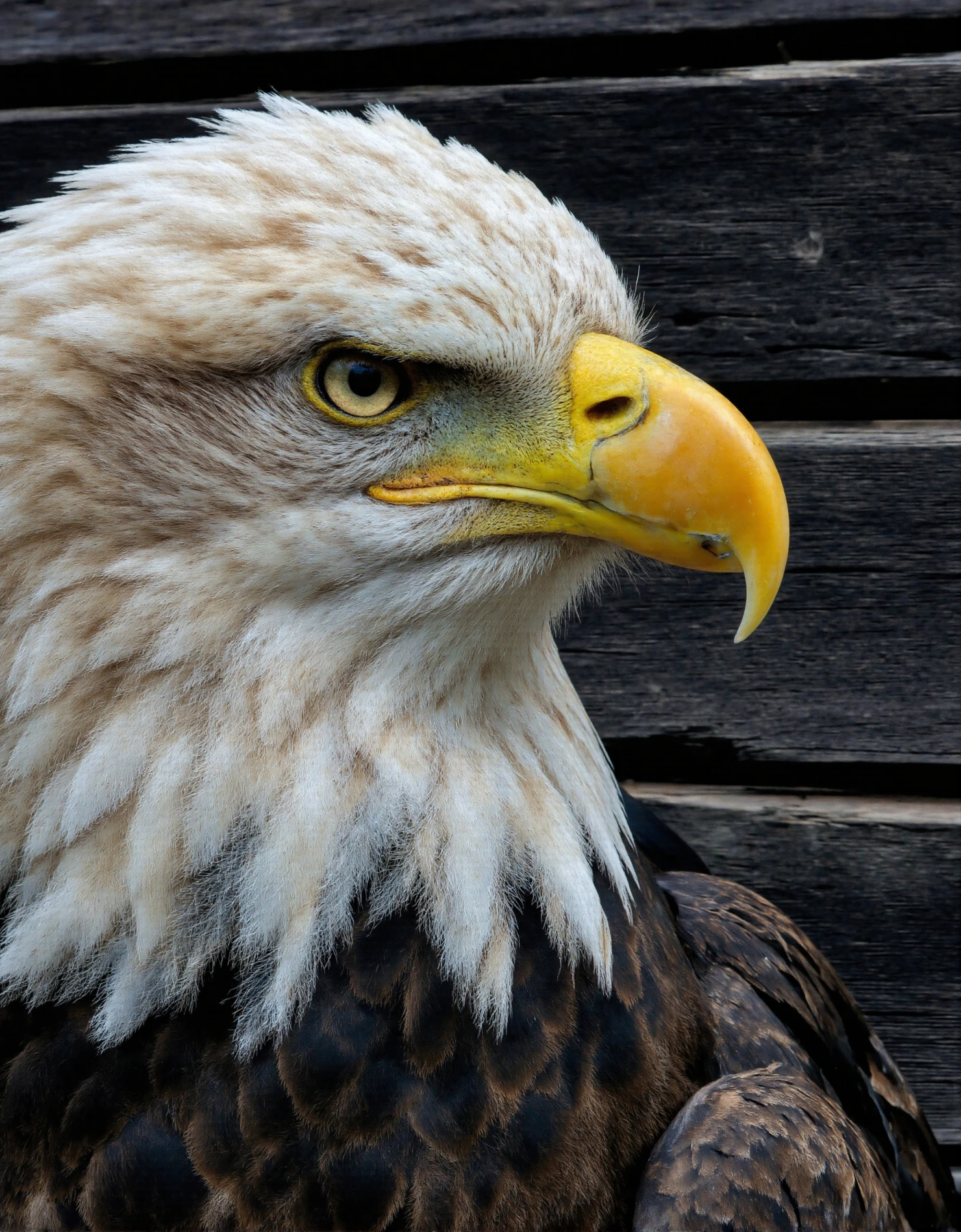 Majestic Bald Eagle Close-up #40924