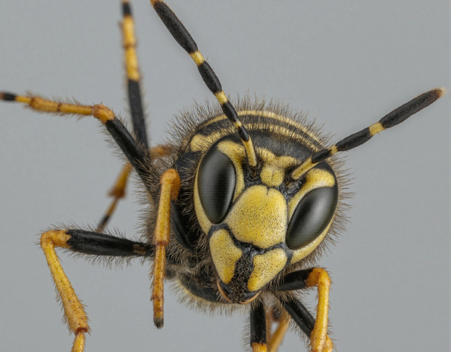 Intricate Macro Close-up of a Wasp's Head #40925