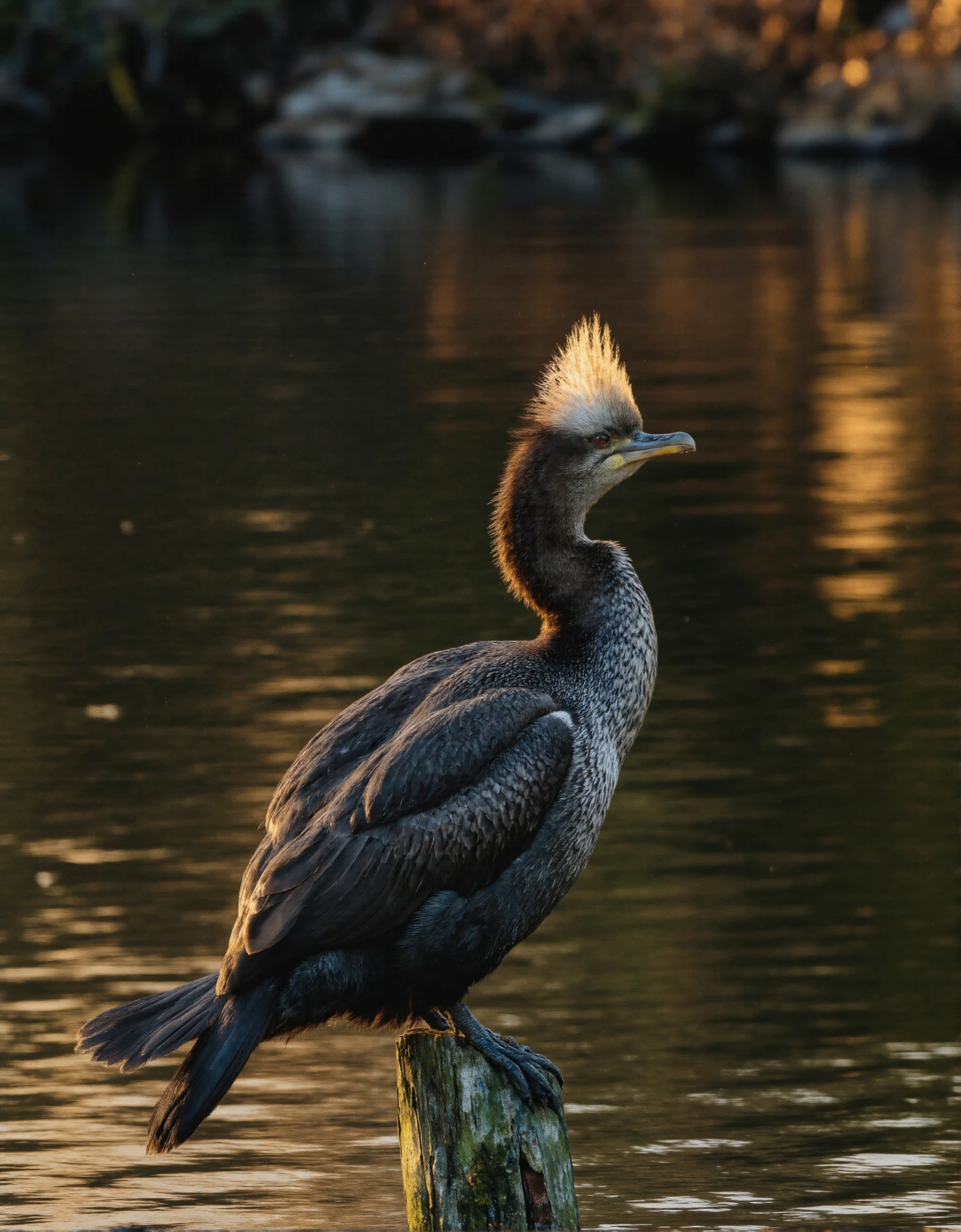 Crested Cormorant Perched in Golden Sunset Light #40926