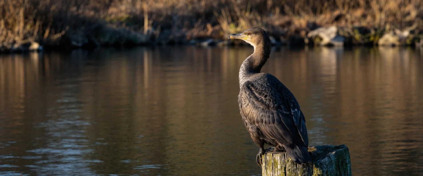 Cormorant Perched by the Water at Golden Hour #40927