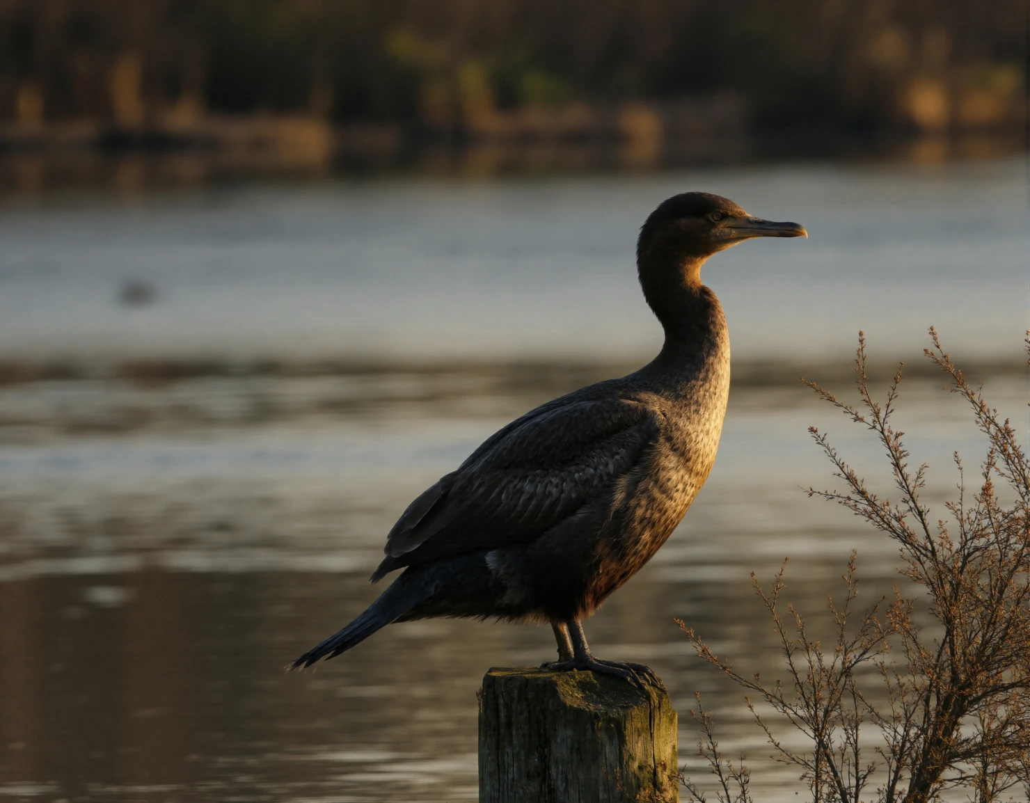 Perched Cormorant in Golden Light #40928