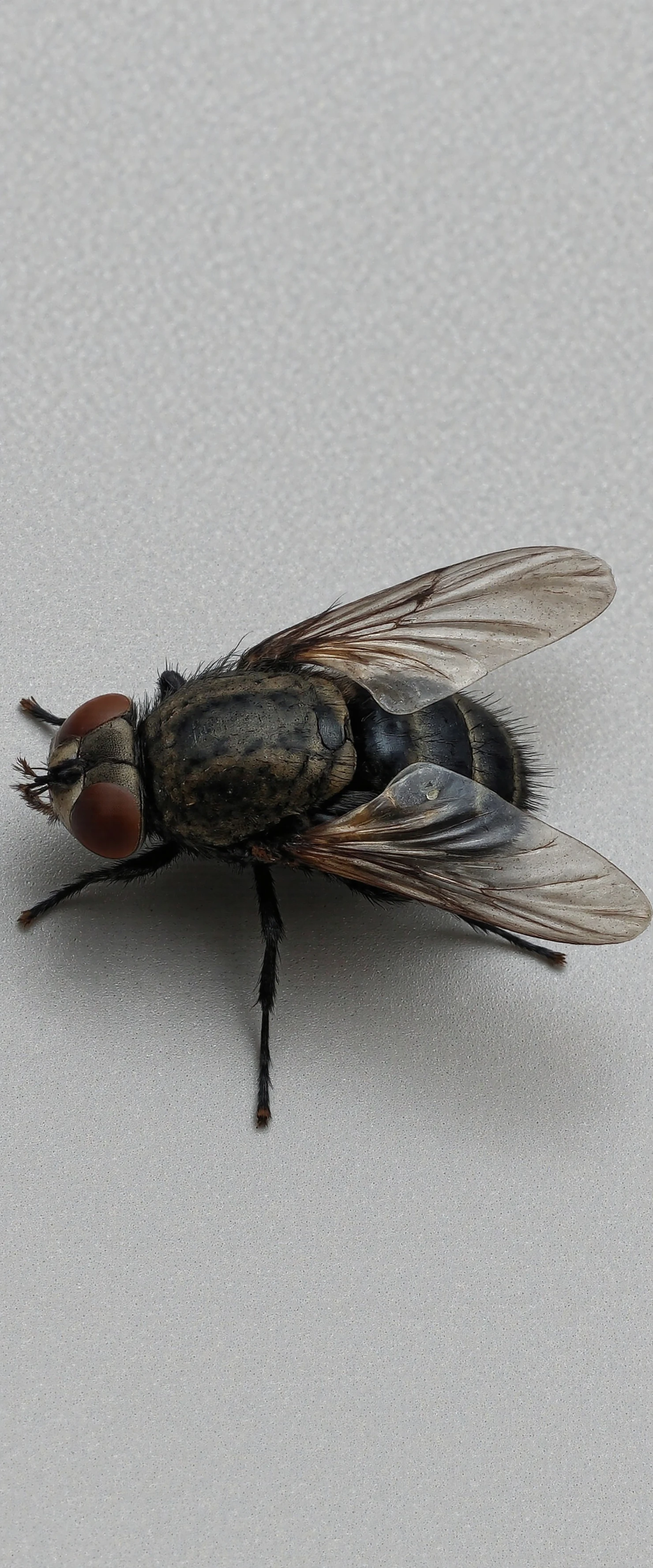 Close-up of a common housefly #40930