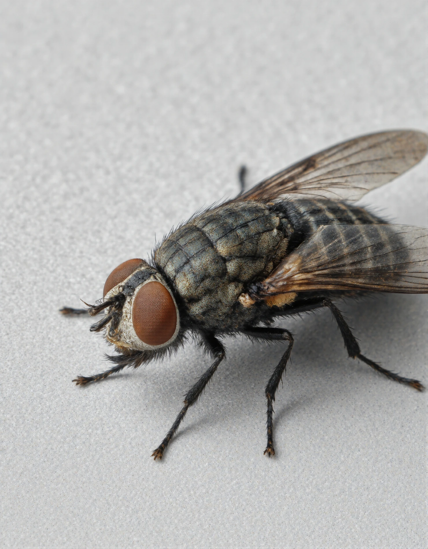 Detailed Close-up of a Common Housefly with Compound Eyes #40931