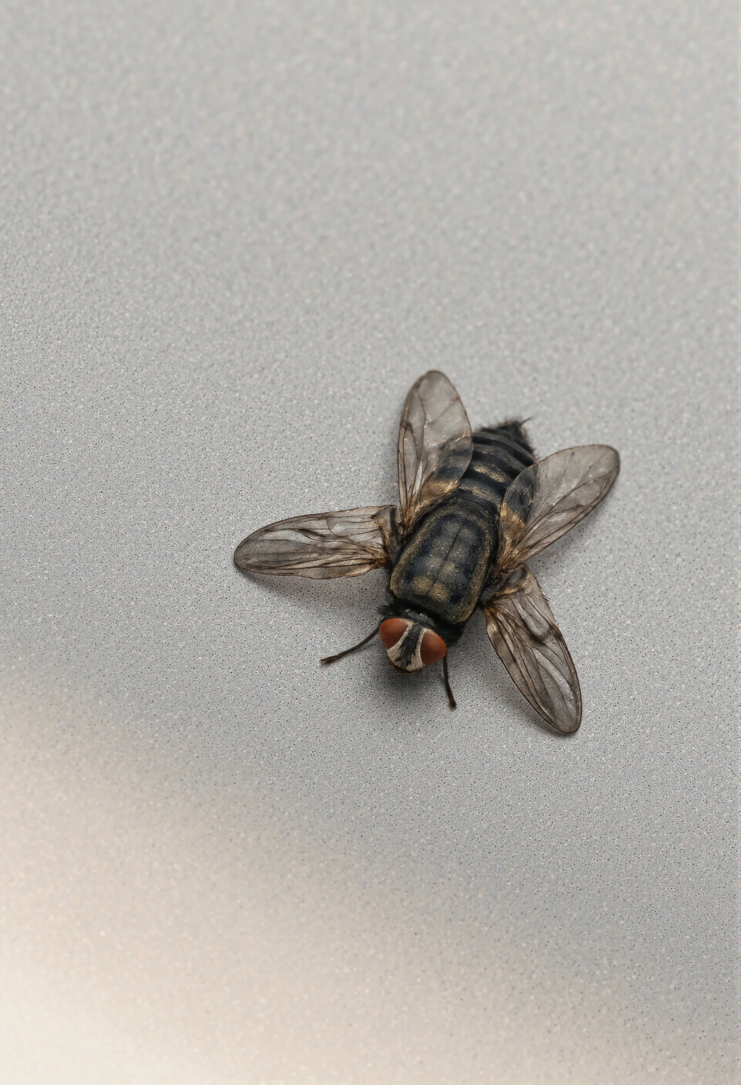 Detailed close-up of a common house fly resting on a light gray surface #40932