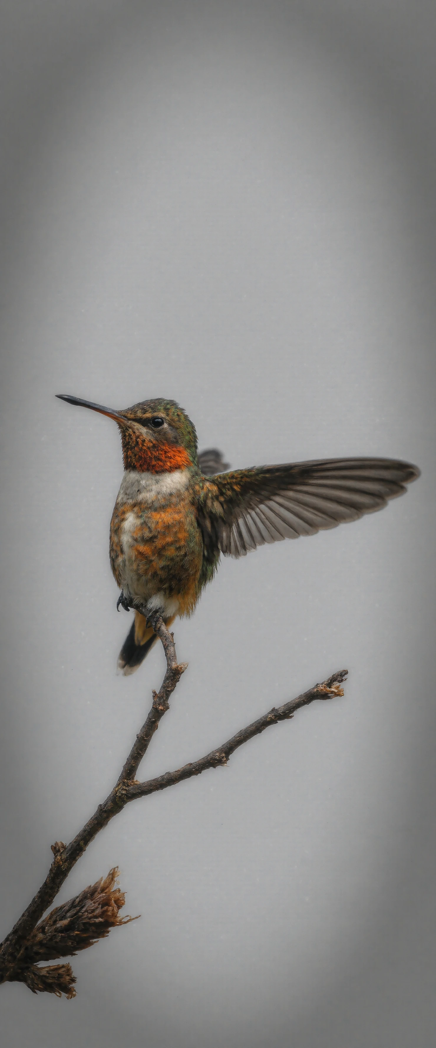 Vibrant Hummingbird Perched on a Branch with Spread Wings #40933