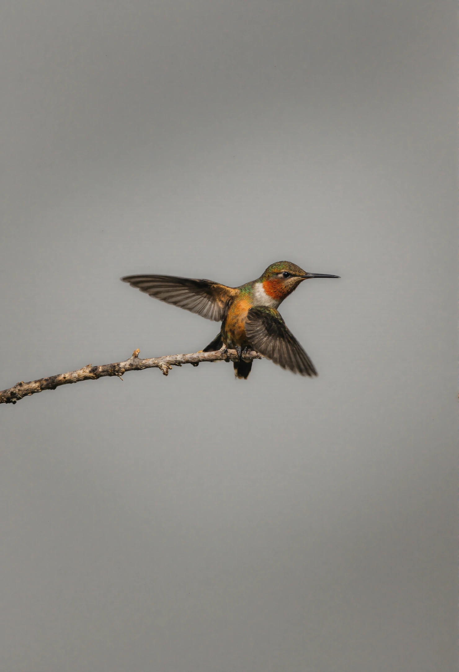 Hummingbird with Spread Wings Perched on a Branch #40934