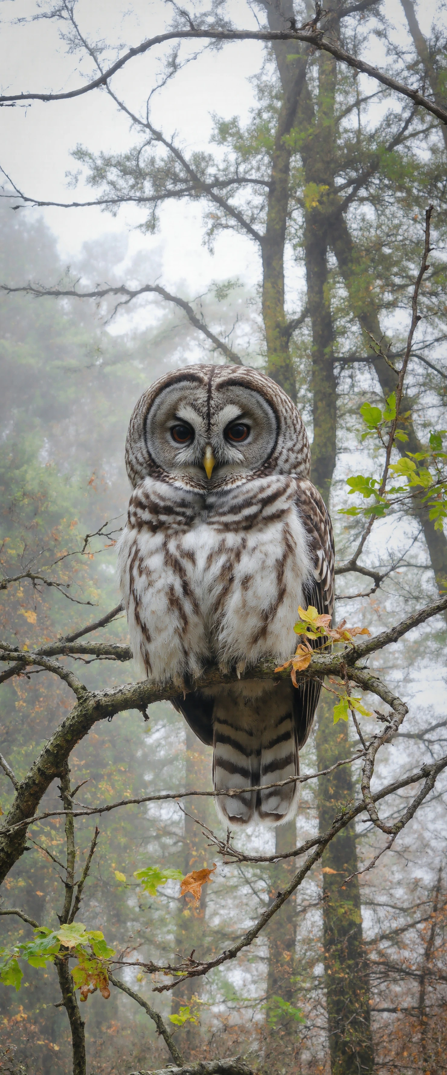 Majestic Great Grey Owl Perched on a Branch in a Winter Forest #40937