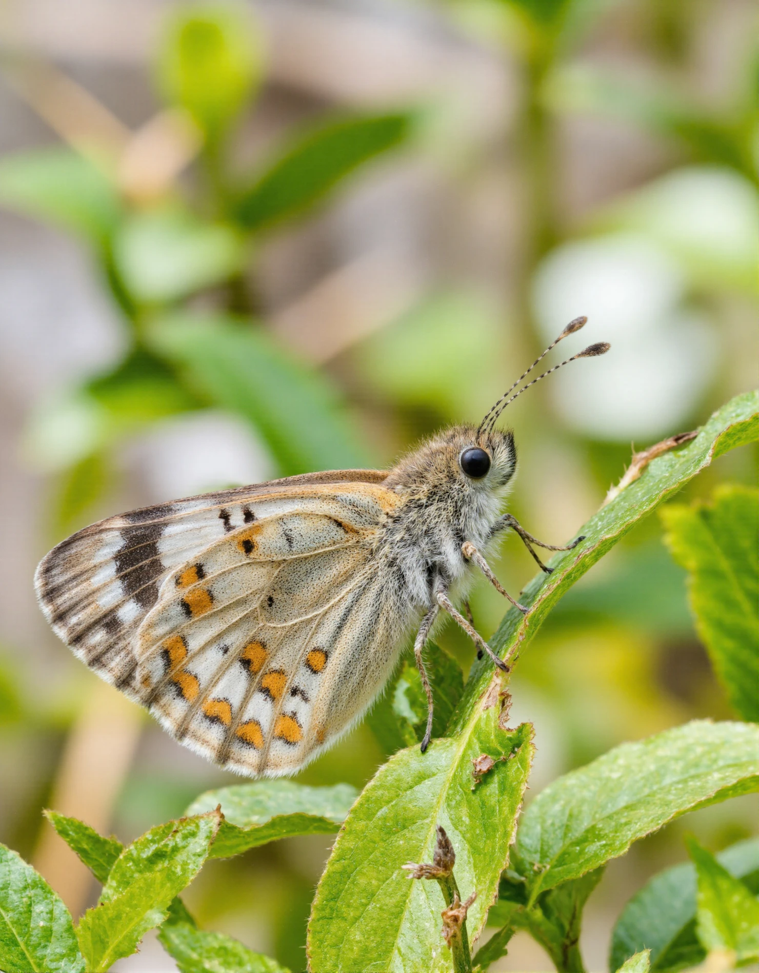 Small Skipper Butterfly Resting on a Green Leaf #40939