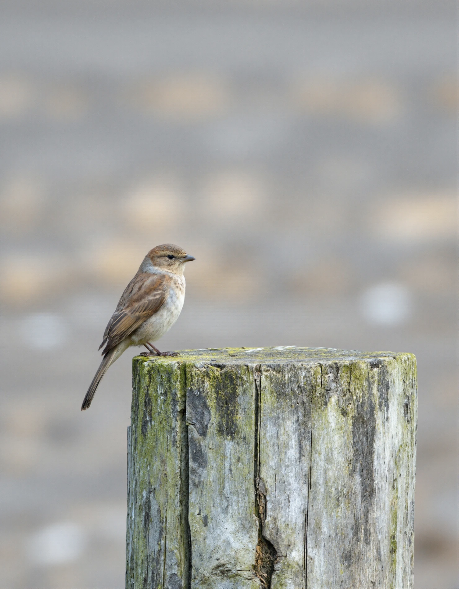 Small Bird Perched on a Weathered Wooden Post #40940