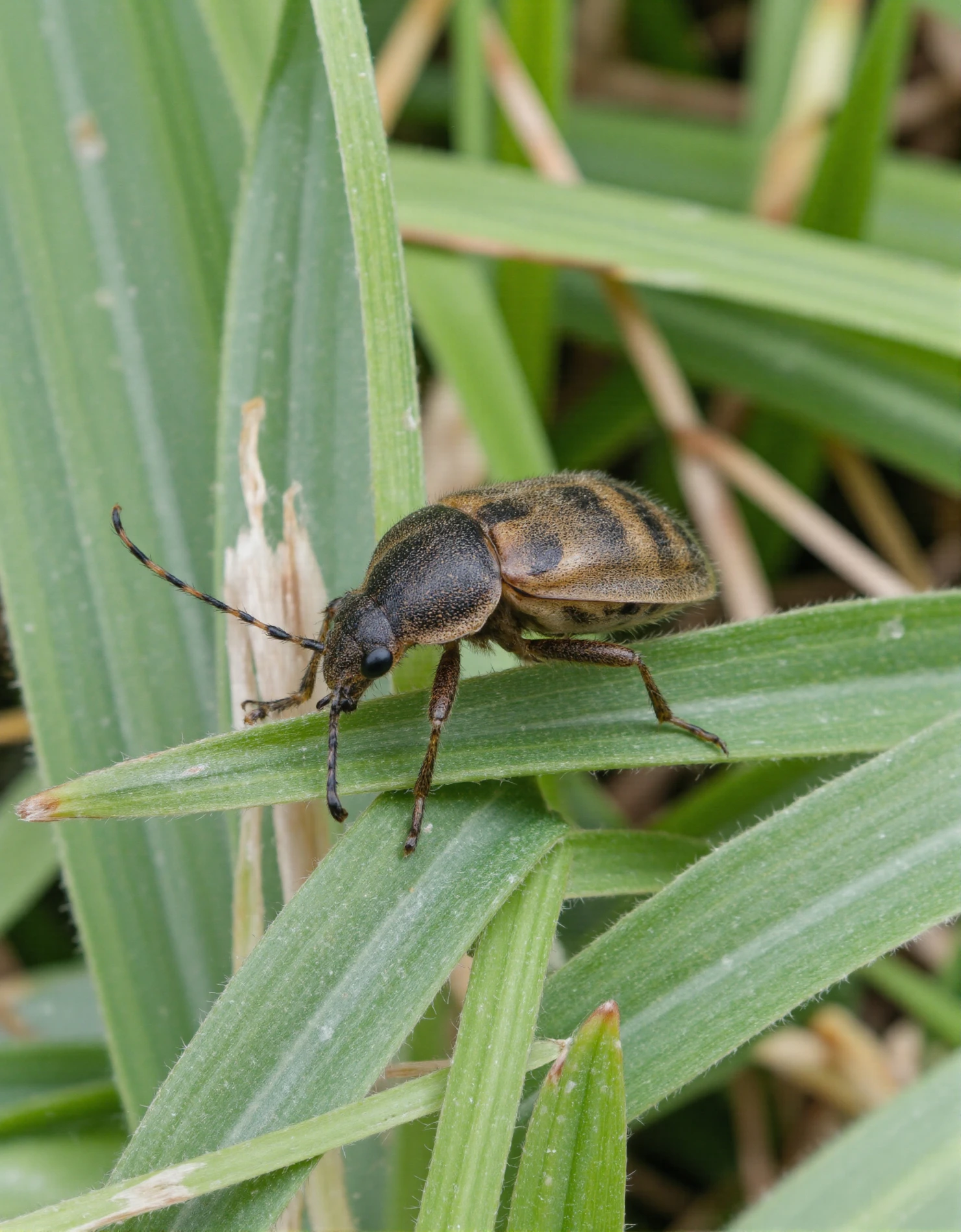 Small Striped Beetle Resting on Green Grass #40941