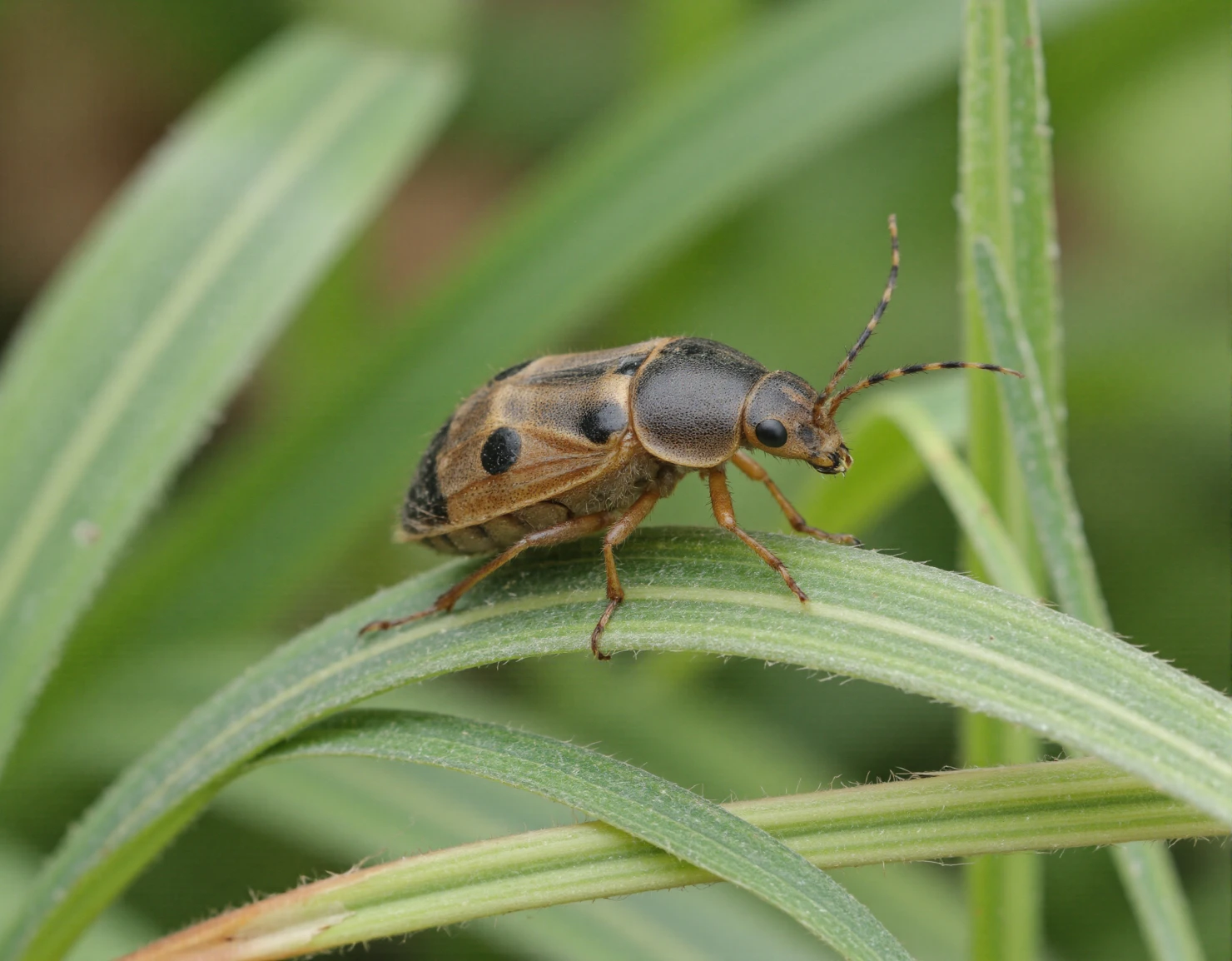 Spotted Beetle on Green Grass Blade #40942