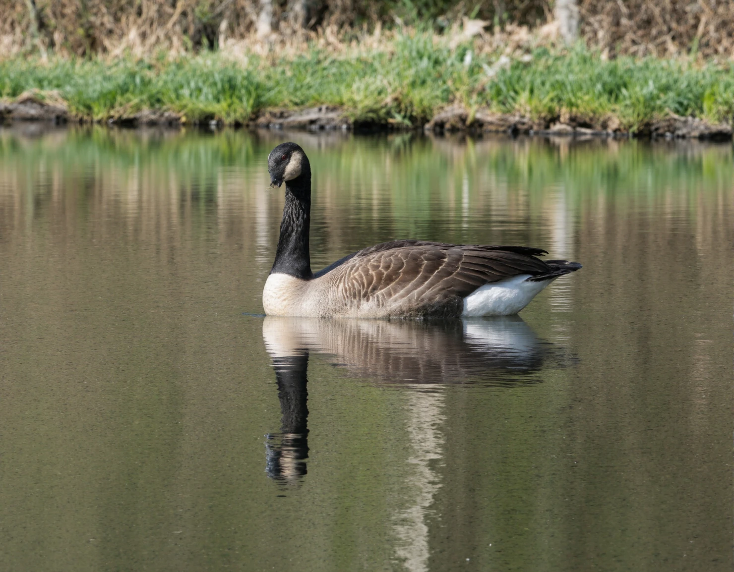 Canada Goose Gliding on a Calm Pond #40943