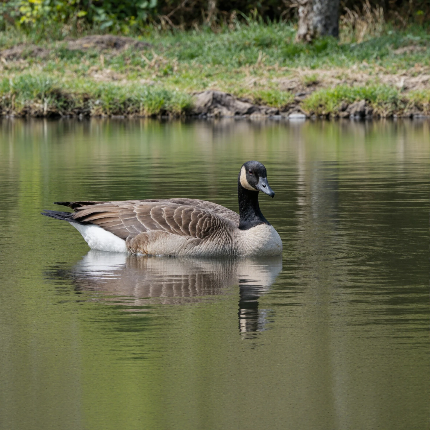 Canada Goose swimming peacefully on a calm pond #40944