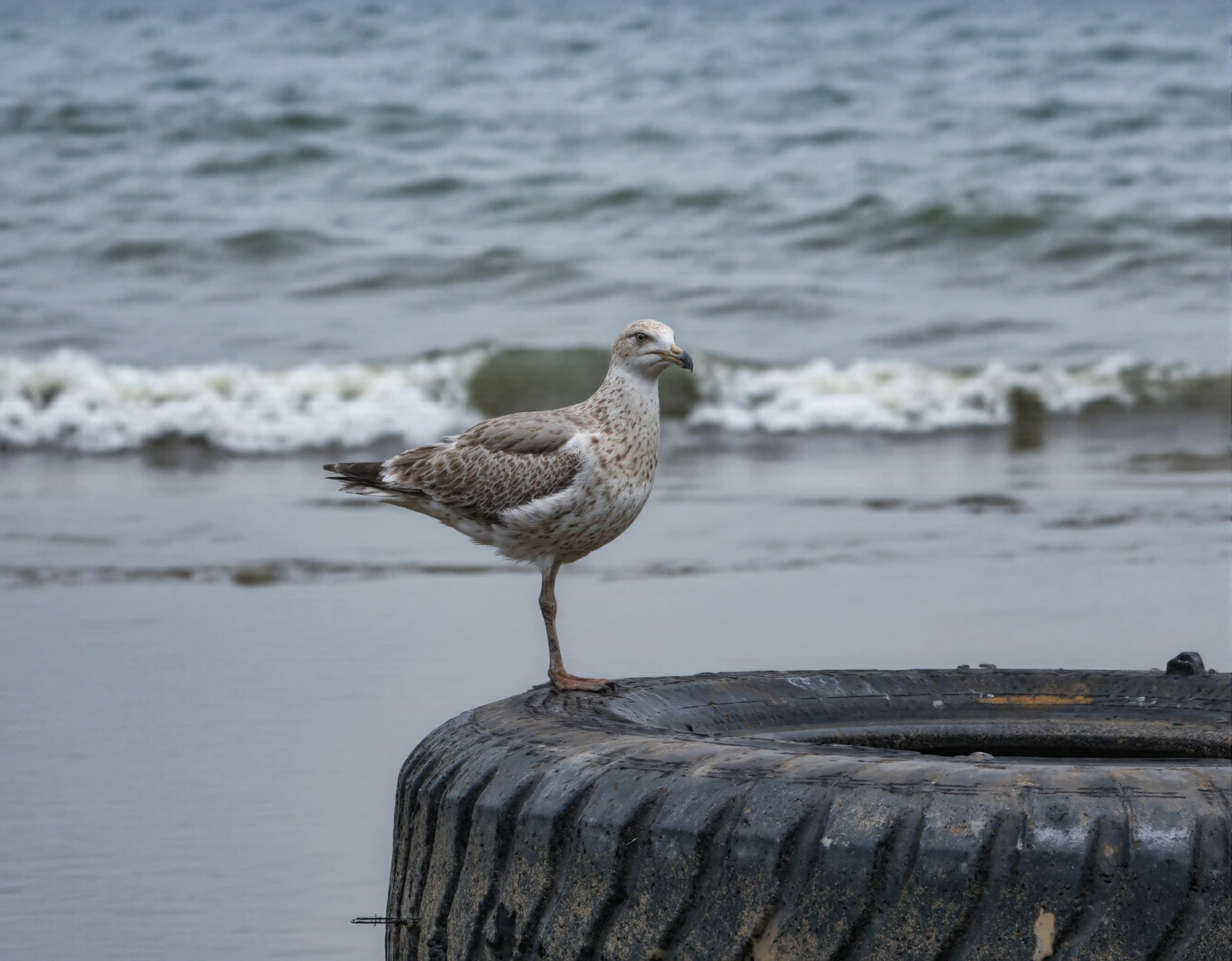 Seagull Perched on a Washed-Up Tire by the Ocean #40945