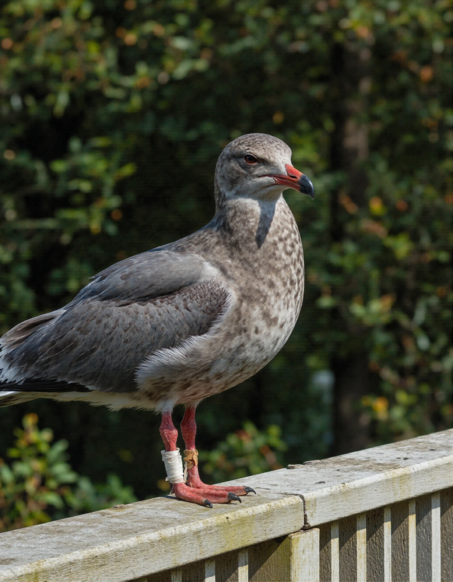 Banded Juvenile Seagull Perched on a Wooden Railing #40946