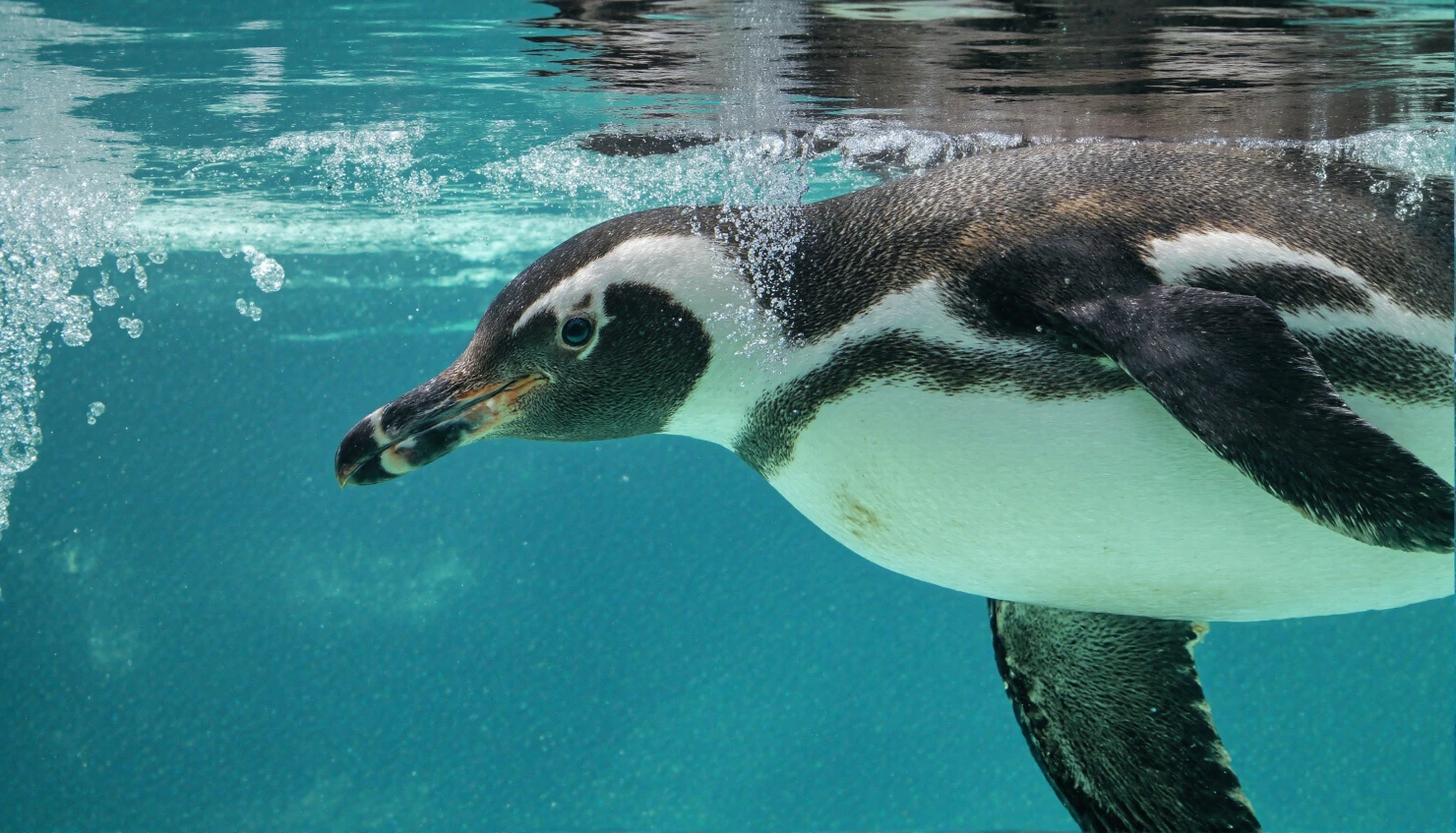 Penguin swimming gracefully underwater #40947