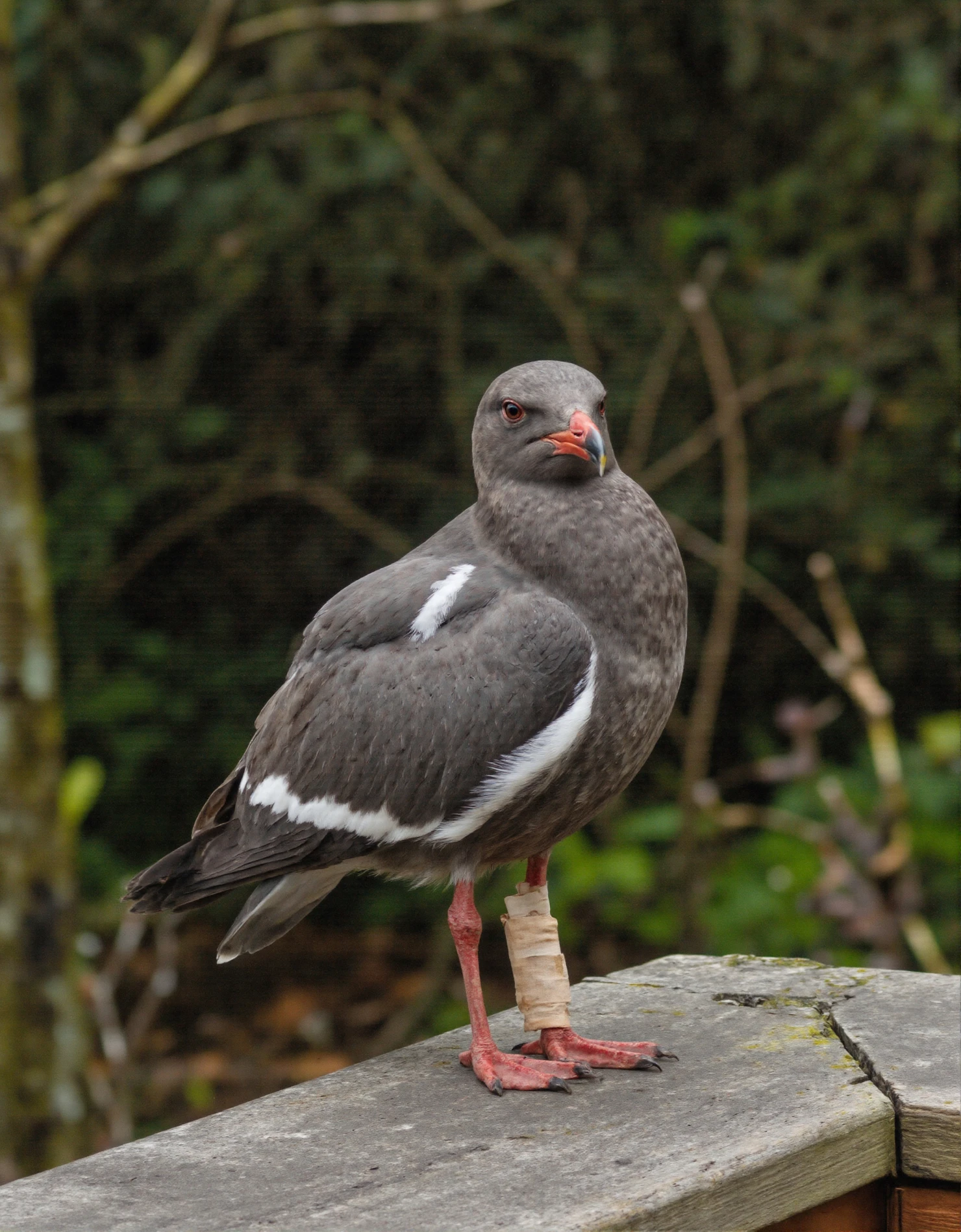 Dark-feathered Bird with White Wing Markings Perched on a Railing #40948