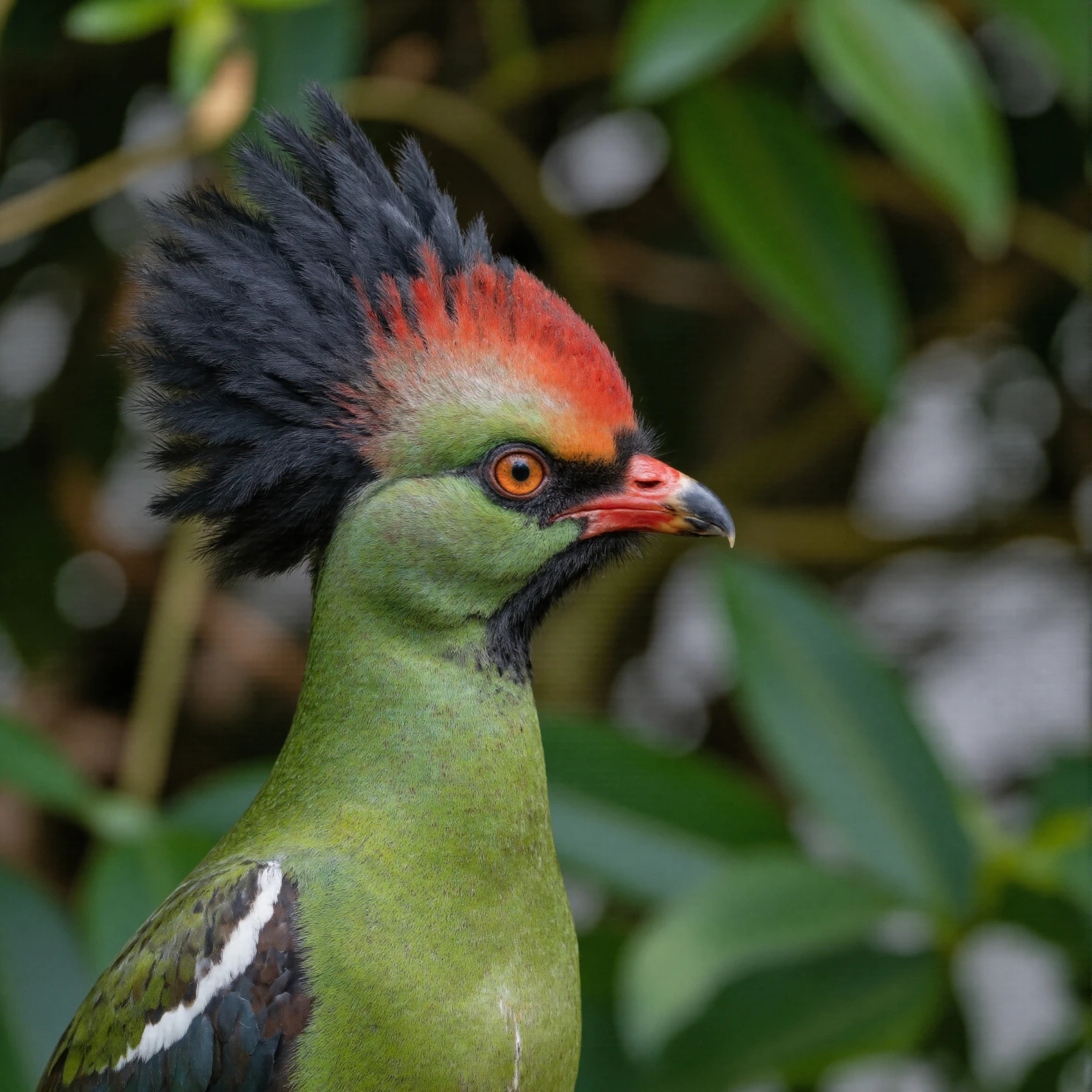 Vibrant Green Bird with Red and Black Crest #40949