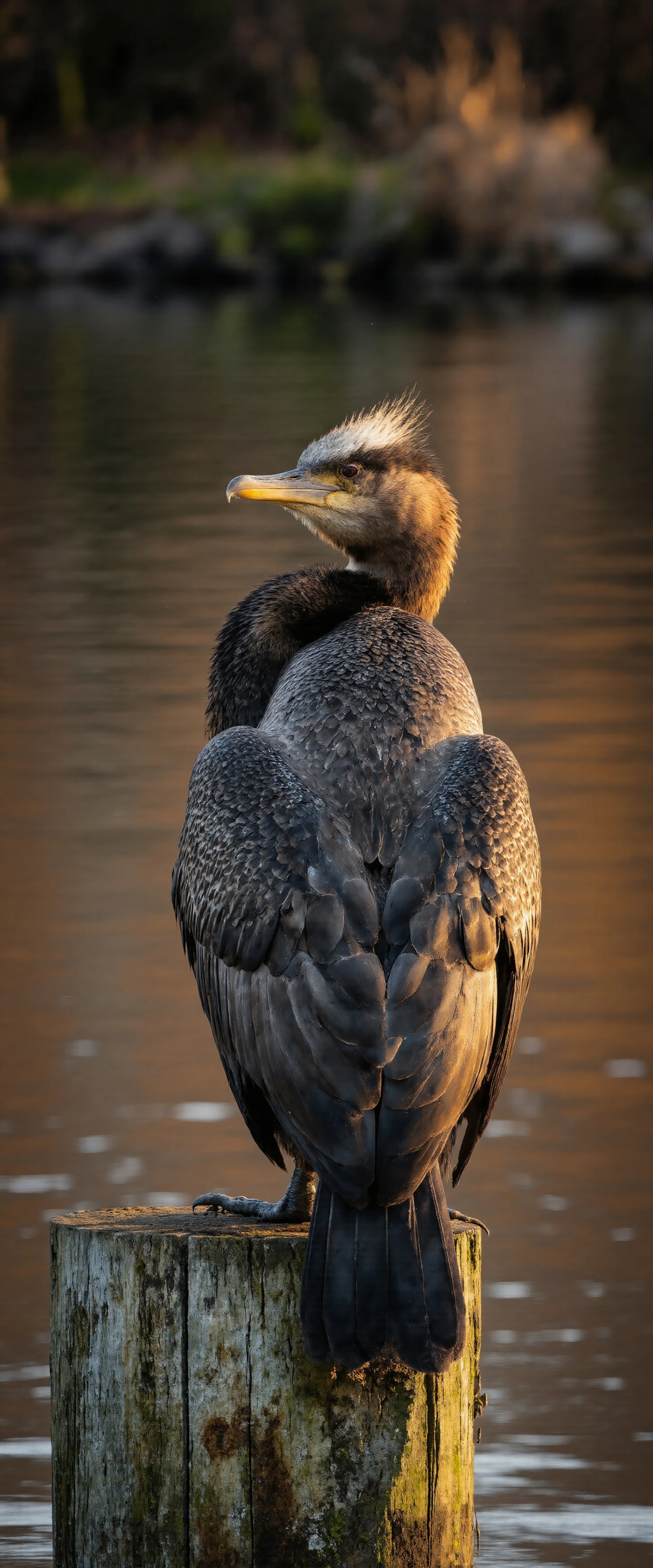 Cormorant Perched on a Wooden Post in Golden Light #40950