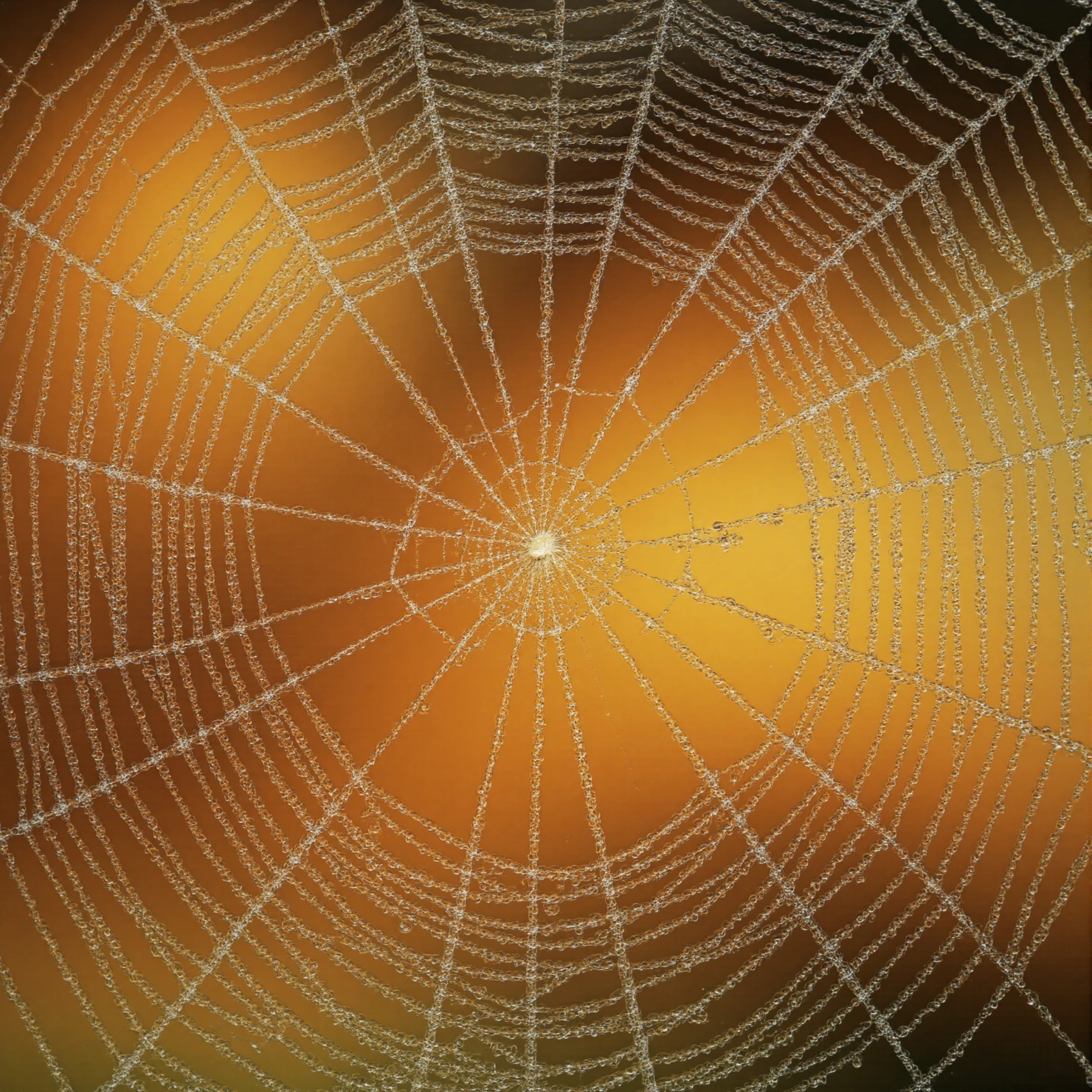 Intricate Spider Web Adorned with Dew Drops Against a Warm, Blurred Background #40952
