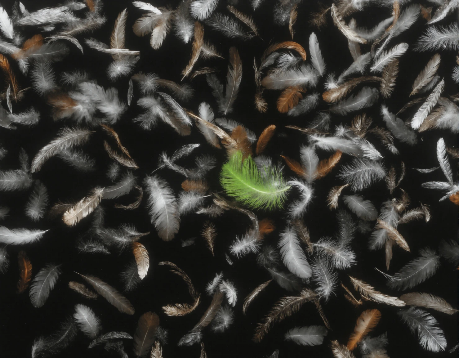 Green Feather Standing Out Among Many #40972