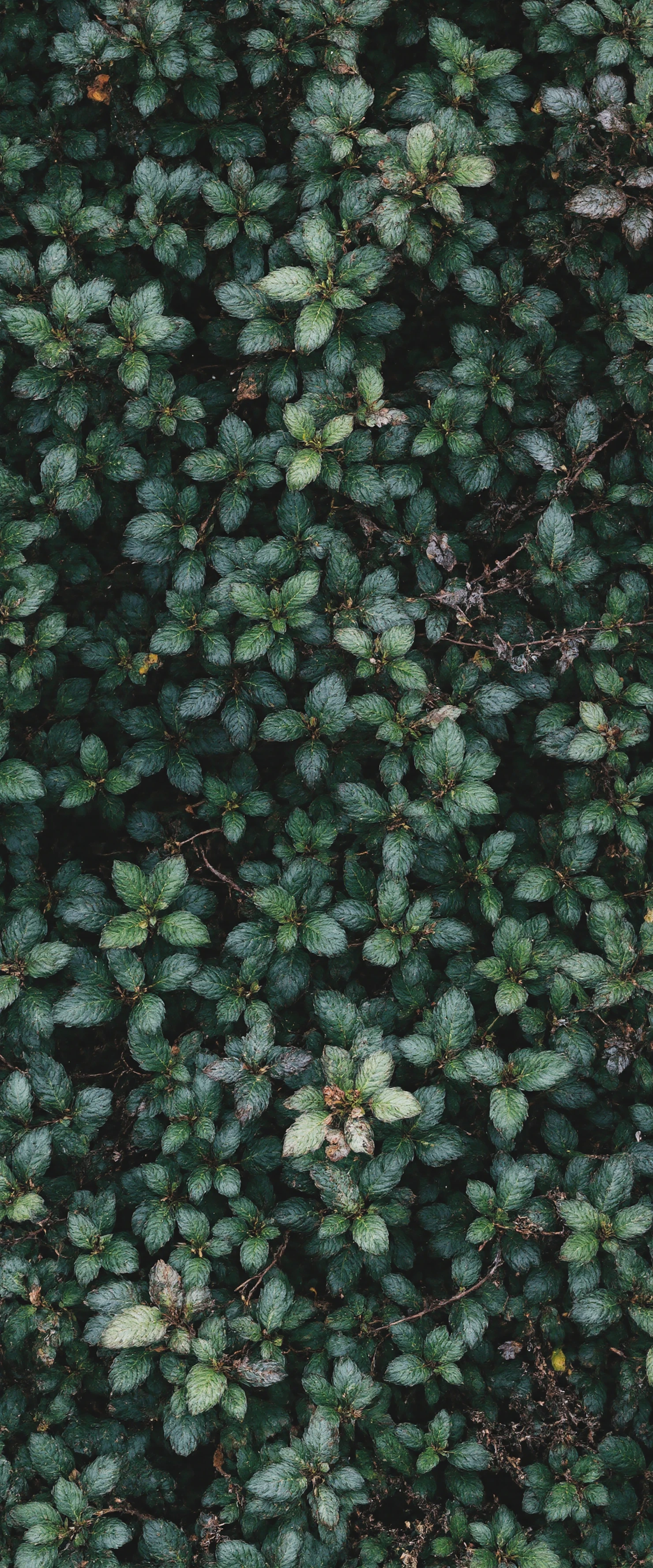 Dense Green Foliage Texture #40984