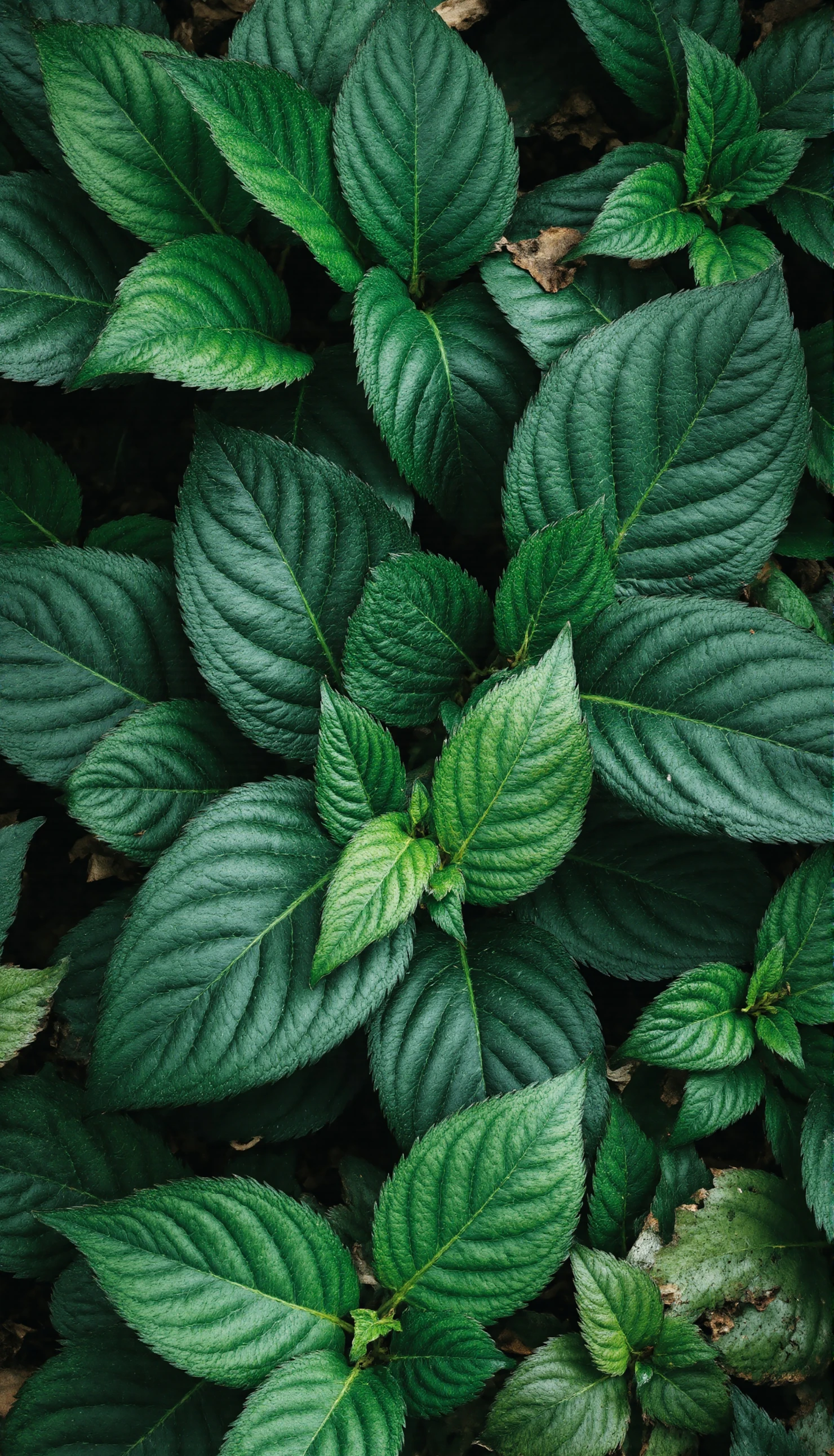 Lush Green Foliage Close-up with Detailed Veins #40987