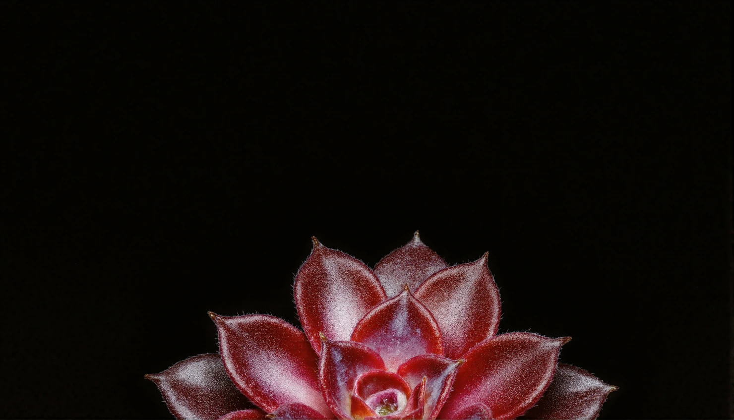 Vibrant Red Succulent Against a Stark Black Background #40990