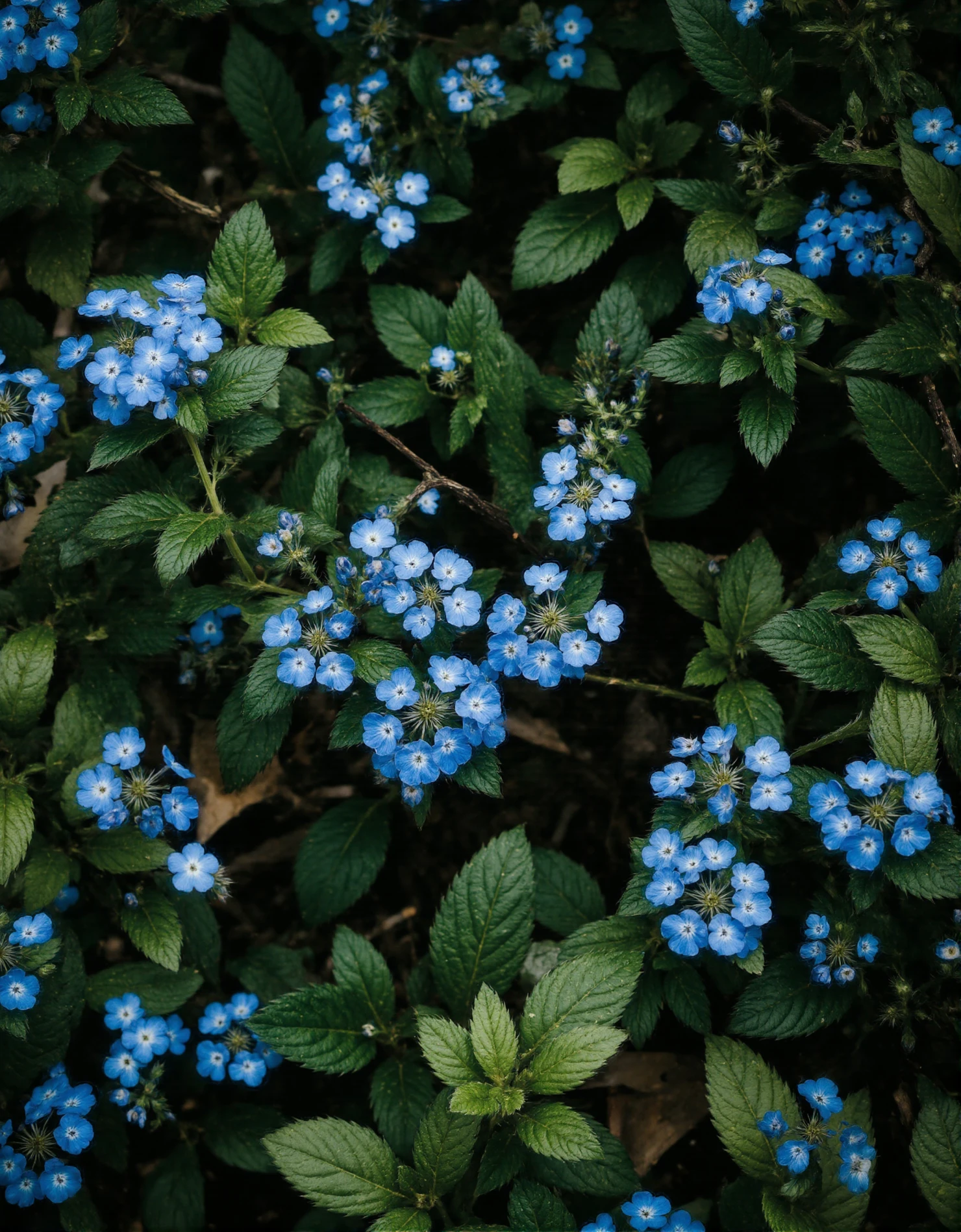 Vibrant Blue Blossoms Amidst Green Foliage #40999