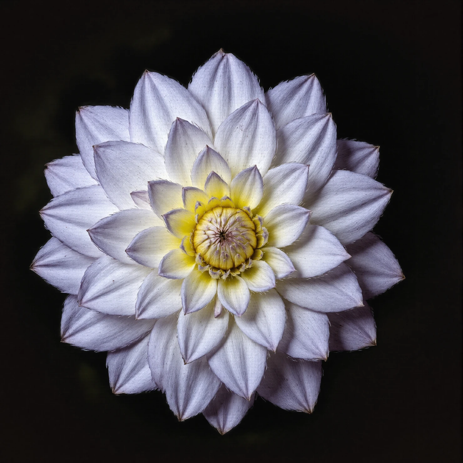 White Dahlia Bloom on Dark Background #41009